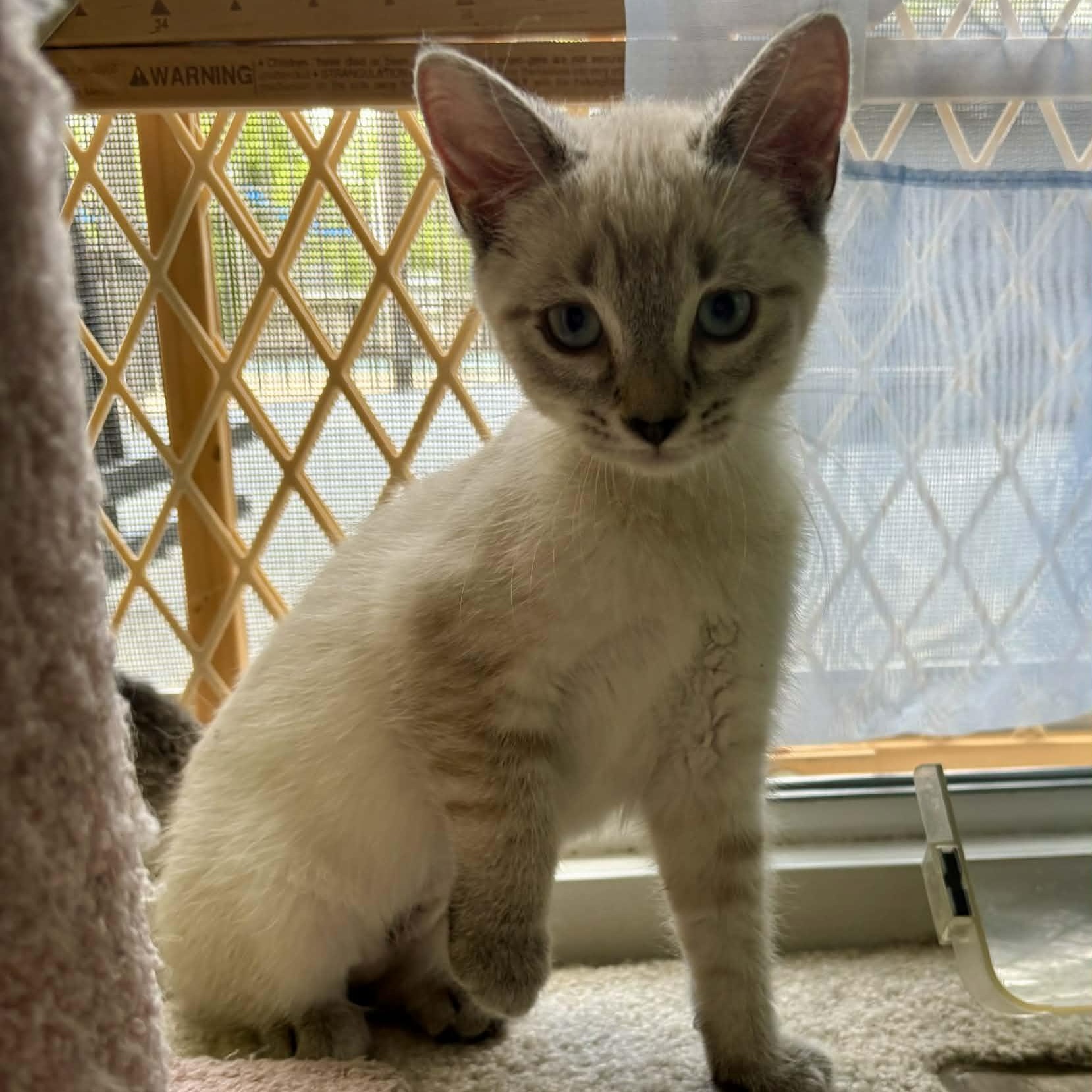 Enlarge Chip, an adopted Siamese in Fairborn, OH image 6/6