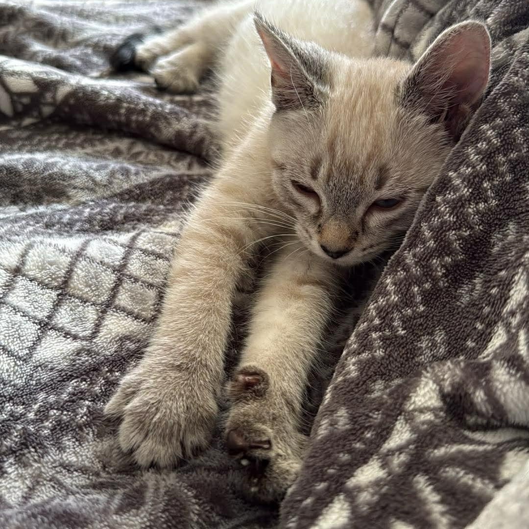 Chip, adopted, Kitten Female Siamese.