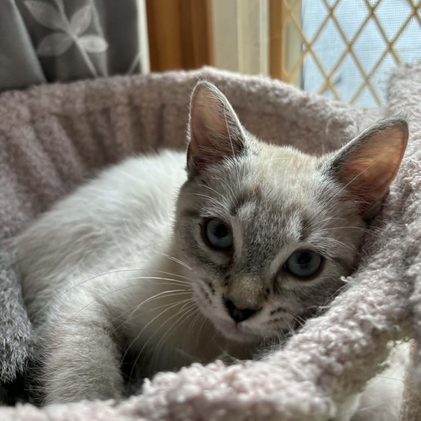 Enlarge Chip, an adopted Siamese in Fairborn, OH image 3/6