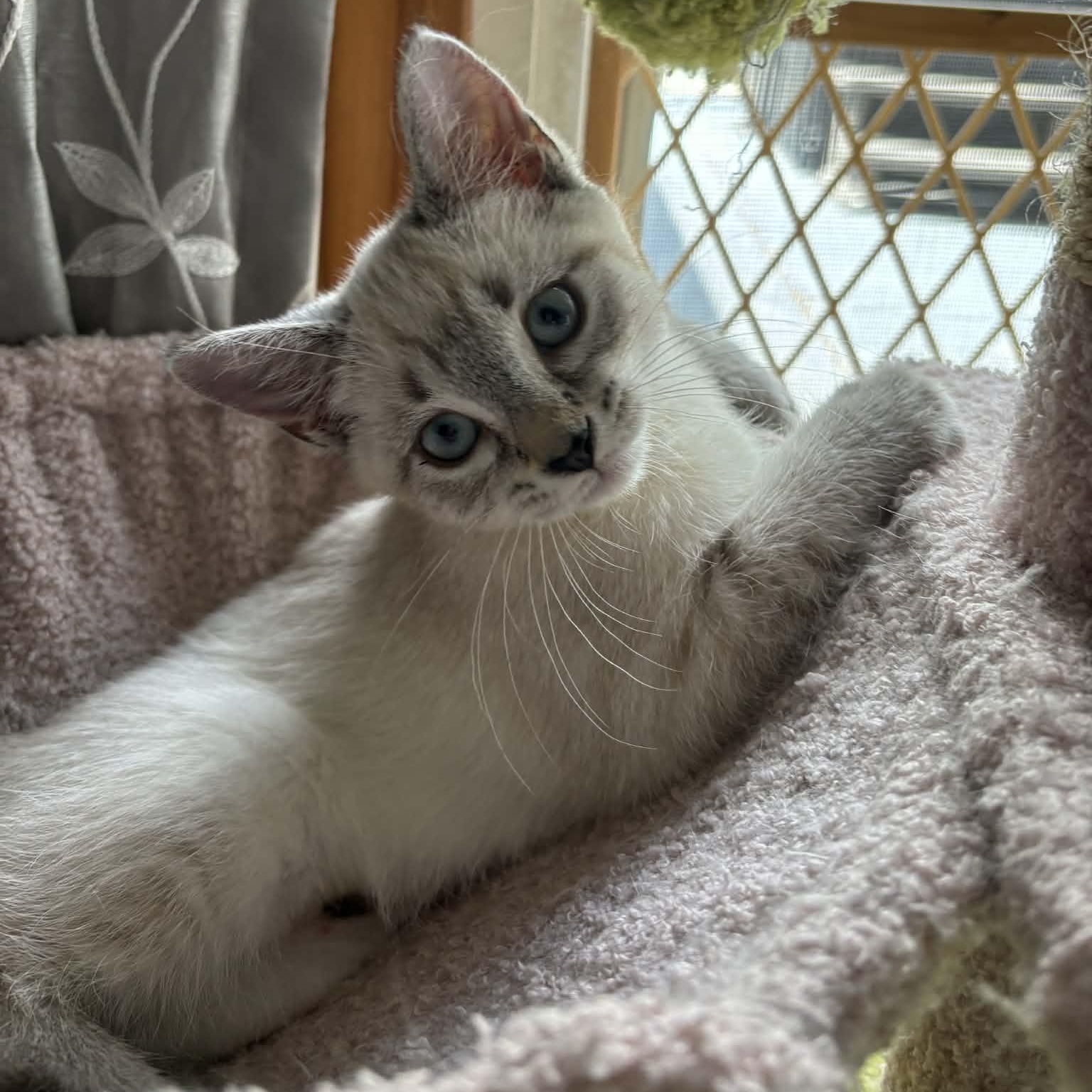 Enlarge Chip, an adopted Siamese in Fairborn, OH image 5/6