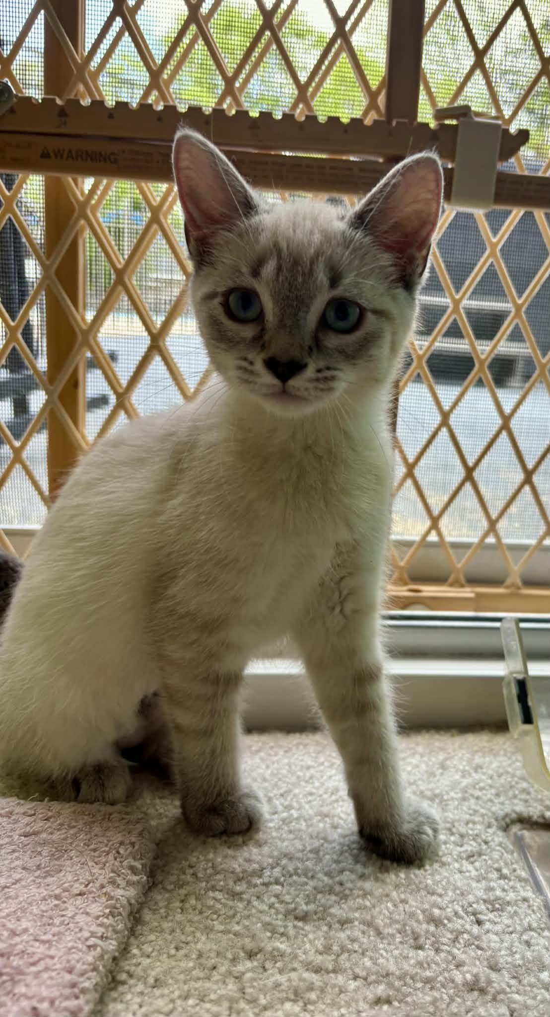 Enlarge Chip, an adopted Siamese in Fairborn, OH image 4/6