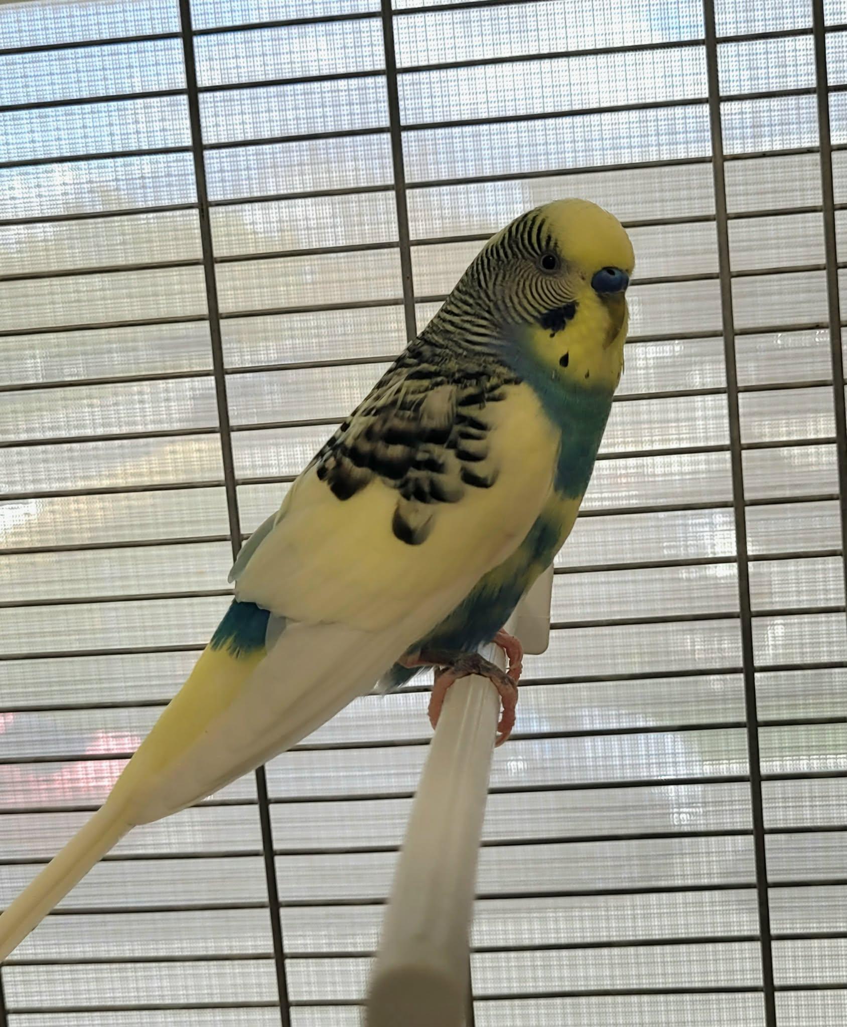 Enlarge Citron limette, a Adopted Parakeet (Other) in Delson, QC image 1/1