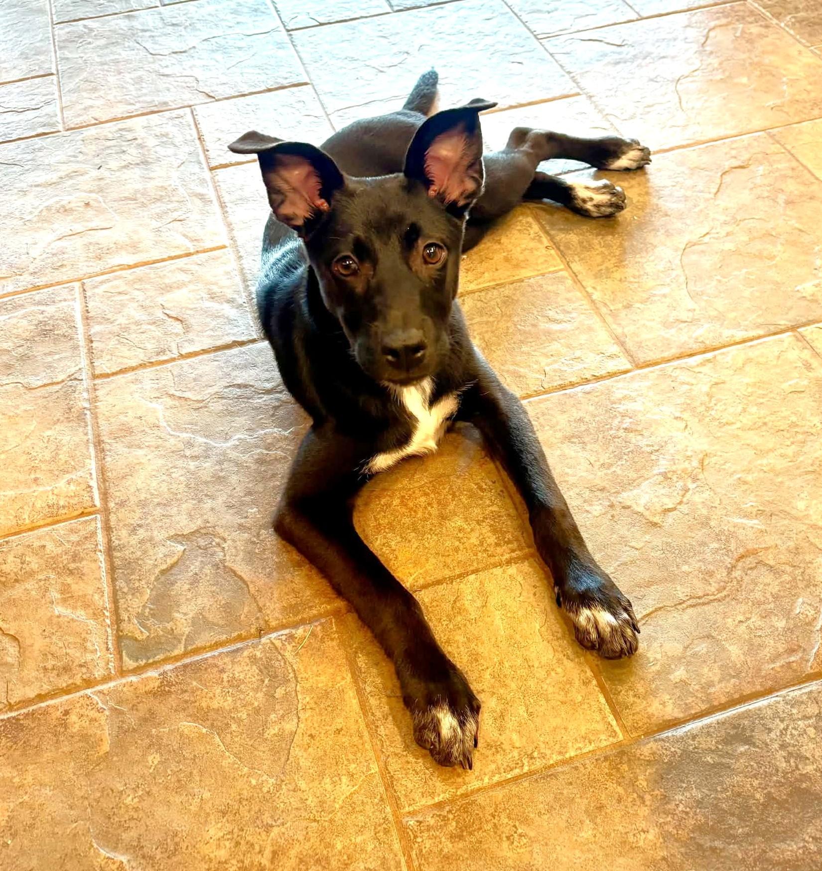 Enlarge Zuri, a ADOPTABLE mixed breed in Mechanicsburg, PA image 3/6