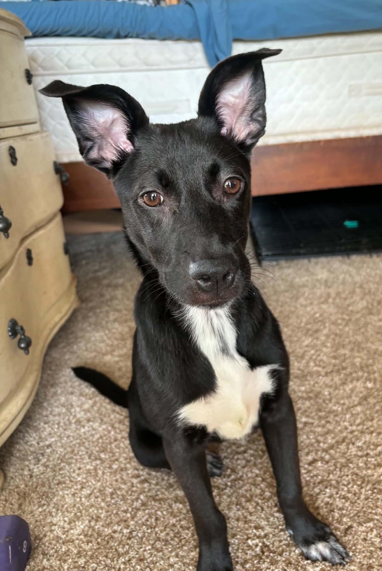 Enlarge Zuri, a ADOPTABLE mixed breed in Mechanicsburg, PA image 4/6