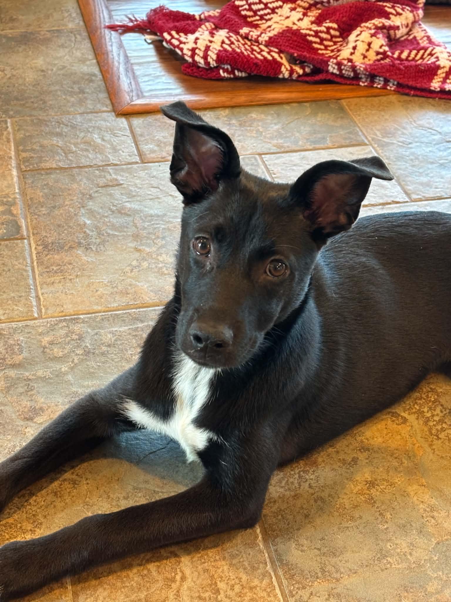 Zuri, ADOPTABLE, Young Female Jack Russell Terrier & Border Collie.