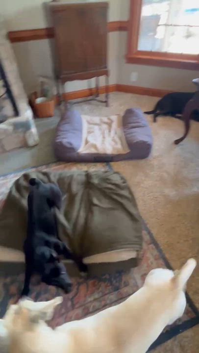Enlarge Zuri, a ADOPTABLE mixed breed in Mechanicsburg, PA video 5/6