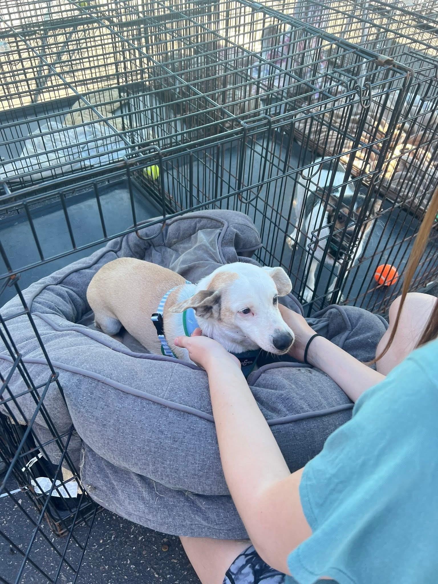 Spot, an adoptable mixed breed in Zimmerman, MN image 2/4