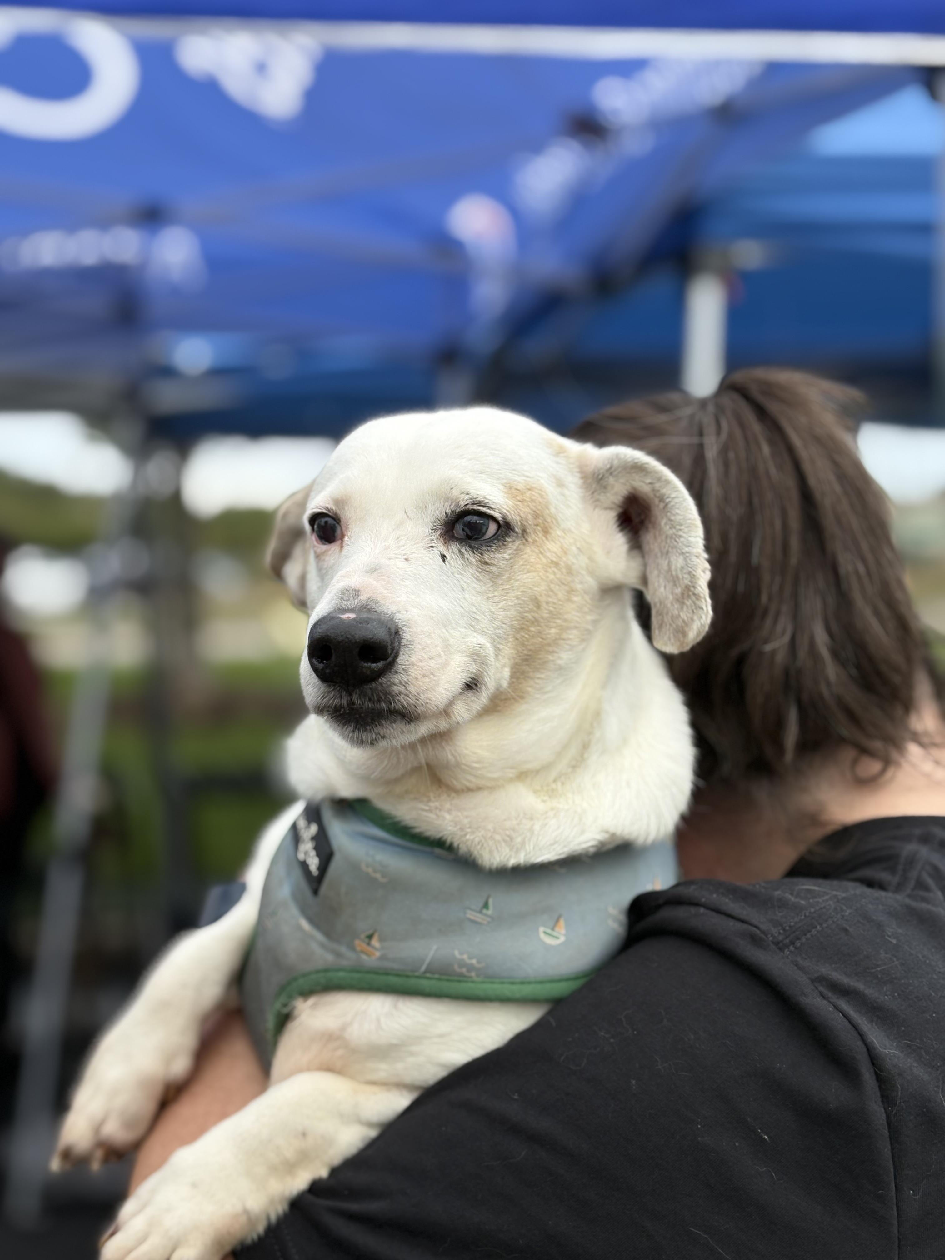 Spot, an adoptable mixed breed in Zimmerman, MN image 1/4