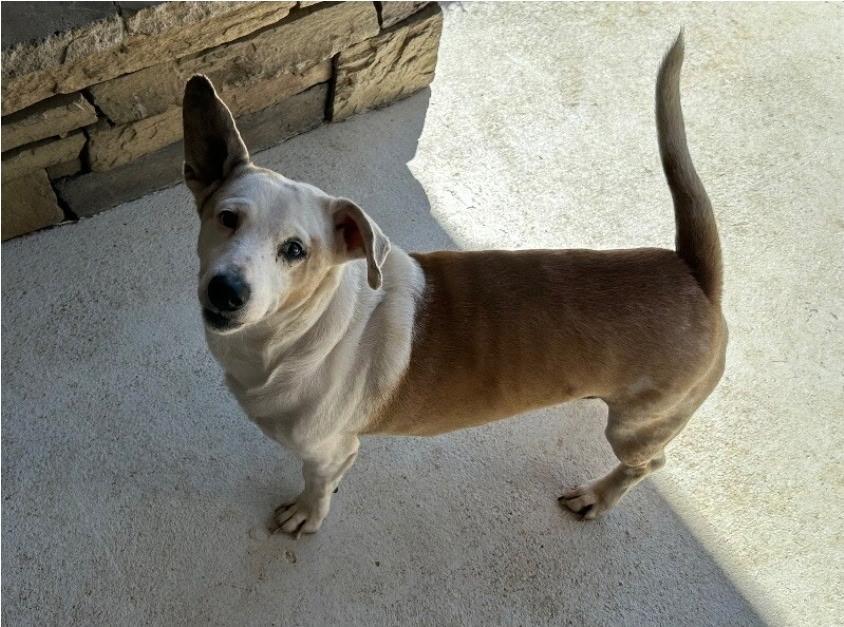 Spot, an adoptable mixed breed in Zimmerman, MN image 3/4