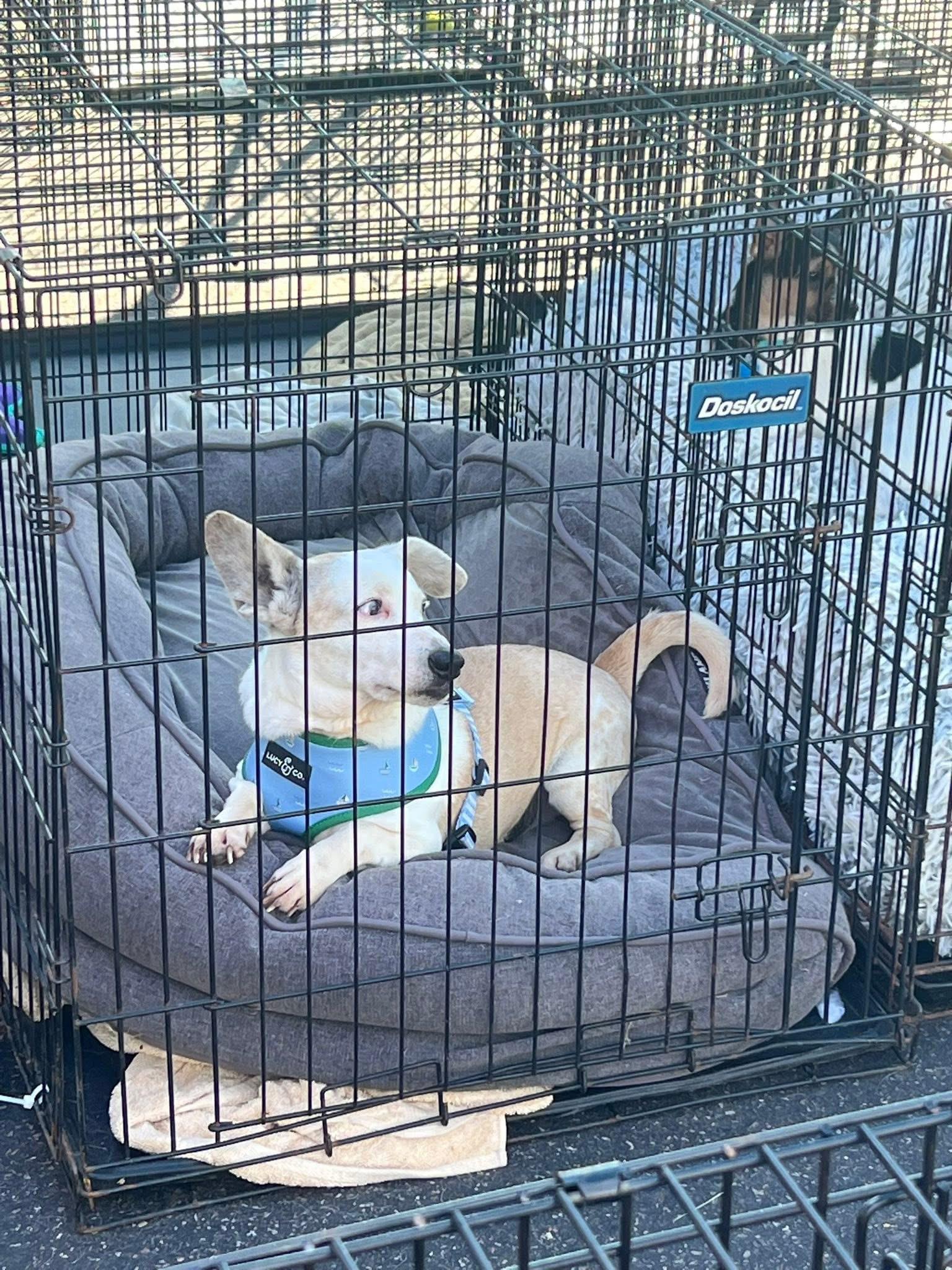 Spot, an adoptable mixed breed in Zimmerman, MN image 4/4