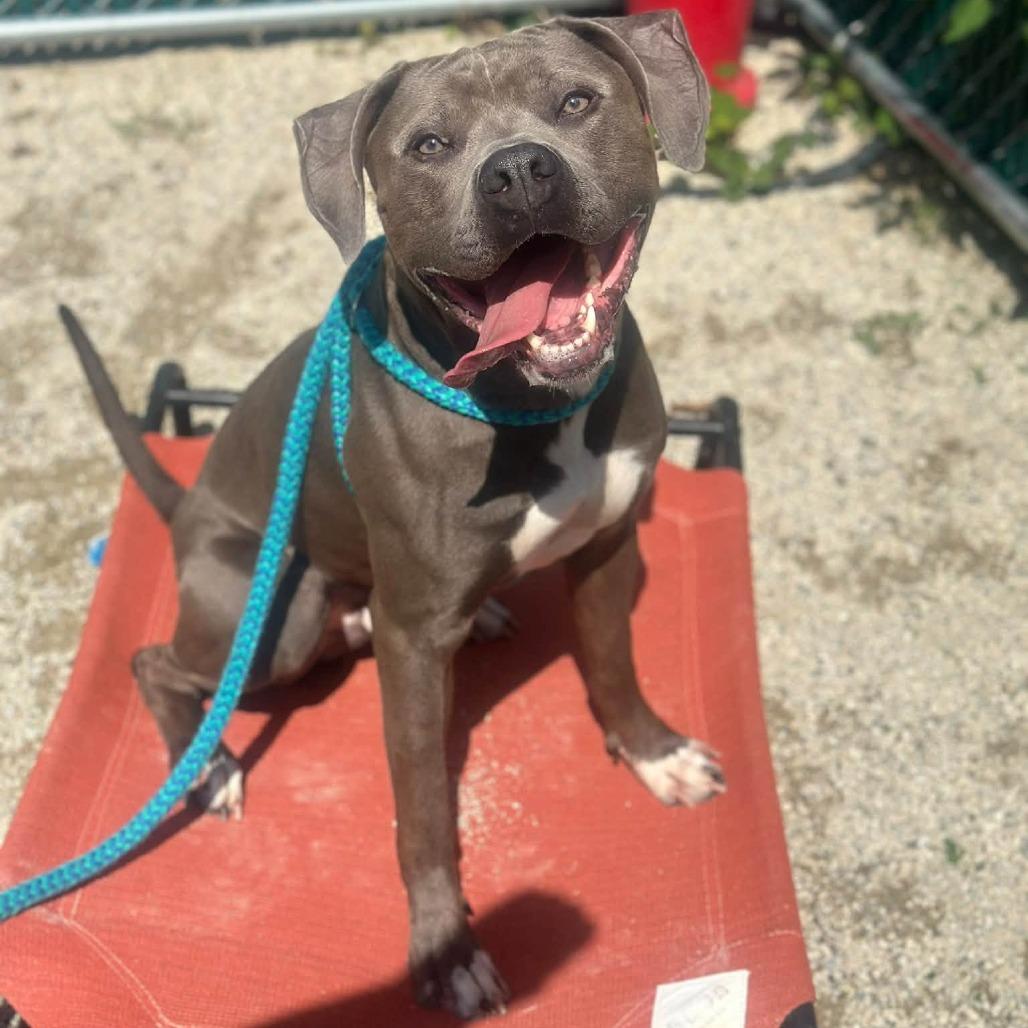 Enlarge "Gumbo", a Adoptable Pit Bull Terrier in Conshohocken, PA image 1/6
