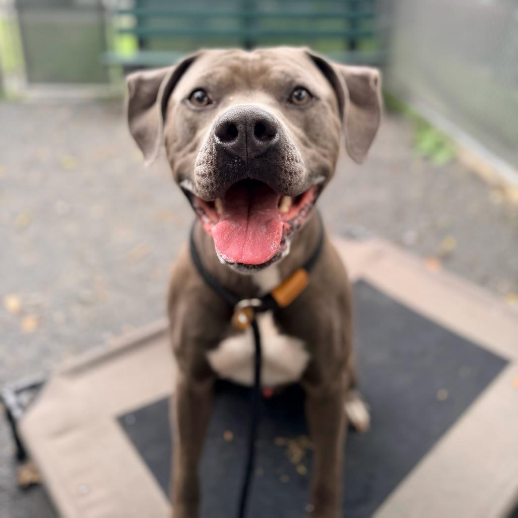 Enlarge "Gumbo", a Adoptable Pit Bull Terrier in Conshohocken, PA image 2/6
