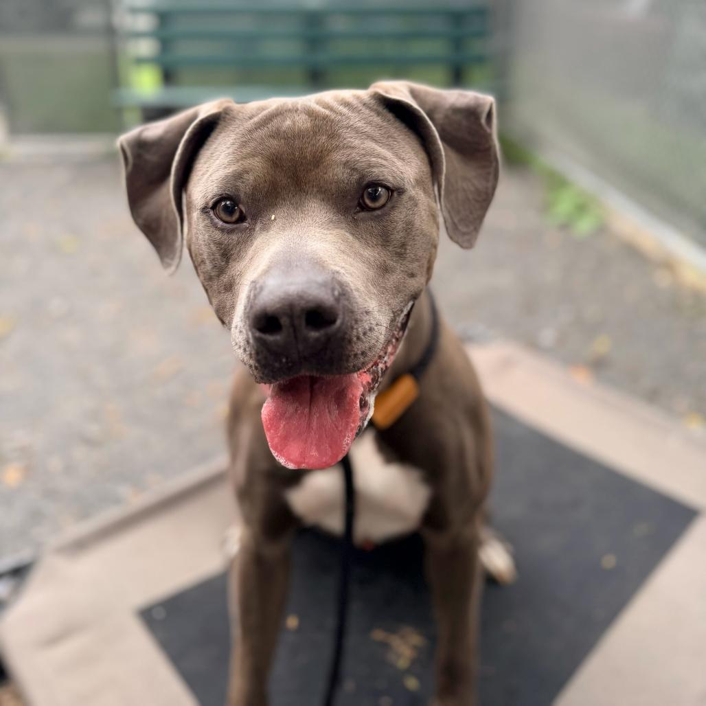 Enlarge "Gumbo", a Adoptable Pit Bull Terrier in Conshohocken, PA image 3/6
