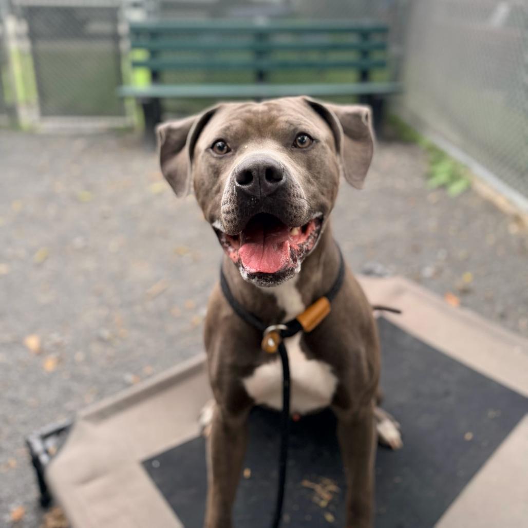 Enlarge "Gumbo", a Adoptable Pit Bull Terrier in Conshohocken, PA image 4/6