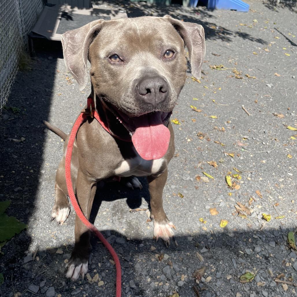 Enlarge "Gumbo", a Adoptable Pit Bull Terrier in Conshohocken, PA image 5/6