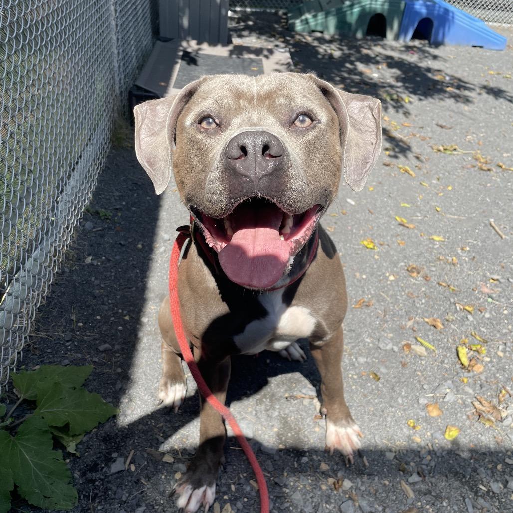 Enlarge "Gumbo", a Adoptable Pit Bull Terrier in Conshohocken, PA image 6/6