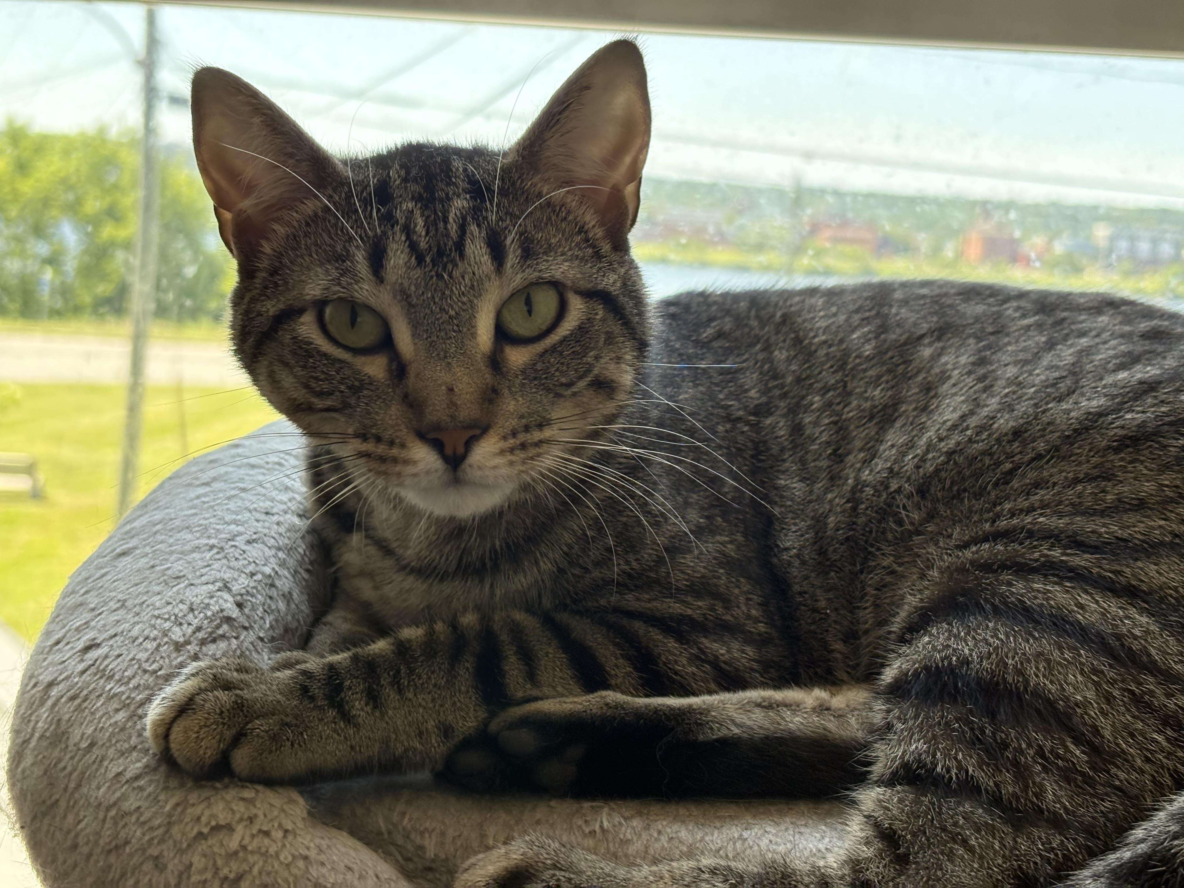 Arlene, an adoptable Domestic Short Hair in Fredericton, NB, E3B 1K8 | Photo Image 2