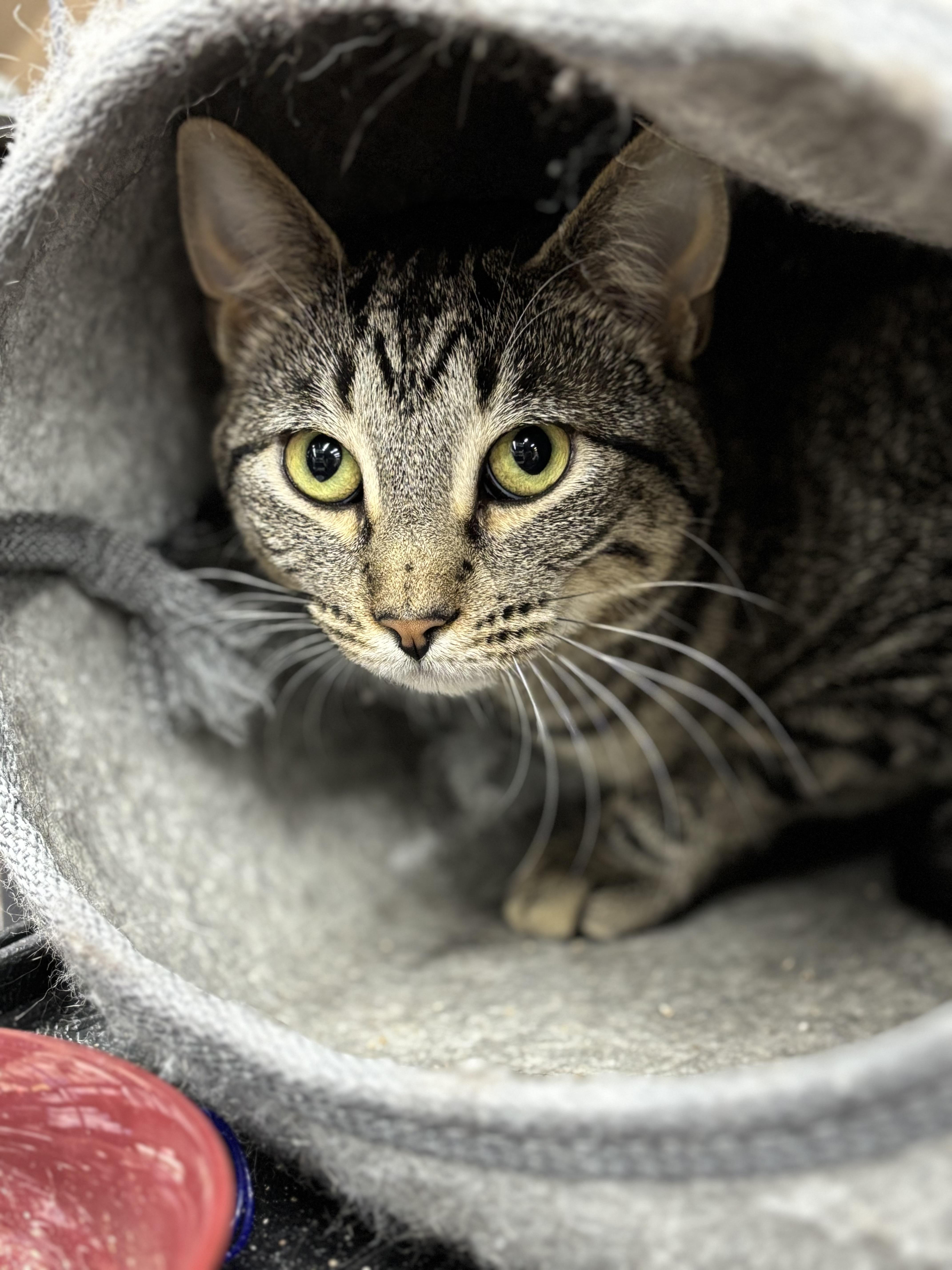 Arlene, an adoptable Domestic Short Hair in Fredericton, NB, E3B 1K8 | Photo Image 3