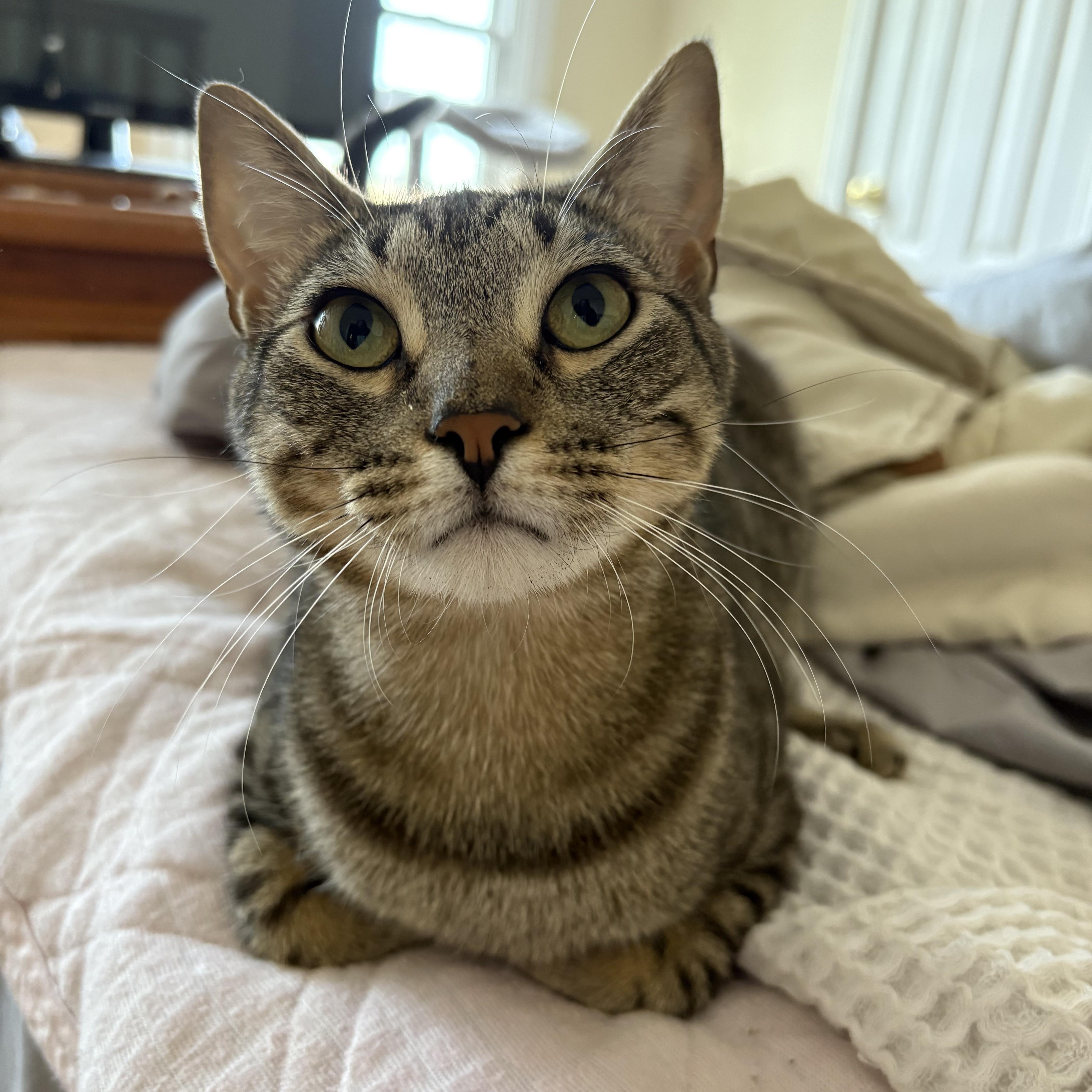 Enlarge Arlene, a Adoptable mixed breed in Fredericton, NB image 1/6