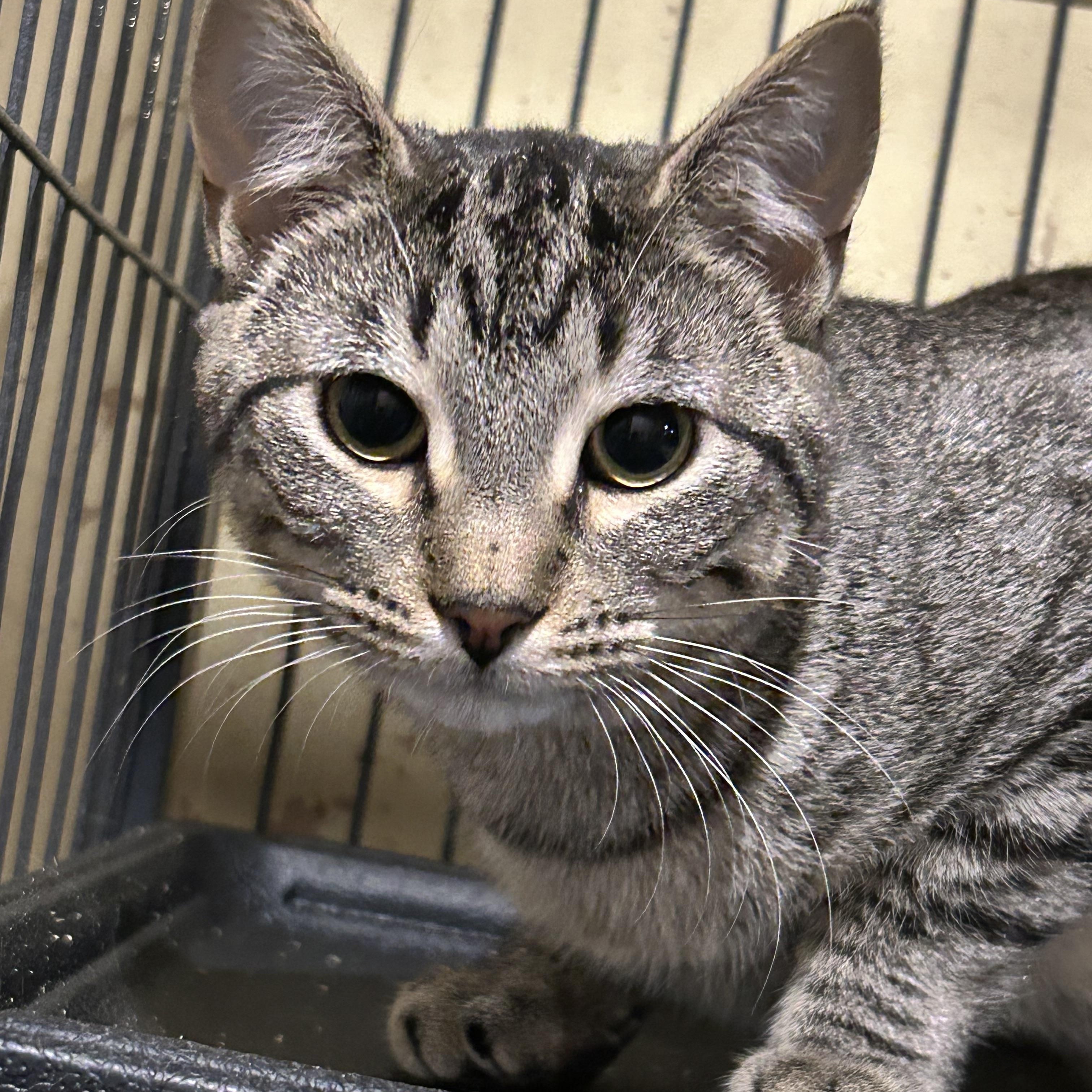 Arlene, an adoptable Domestic Short Hair in Fredericton, NB, E3B 1K8 | Photo Image 6
