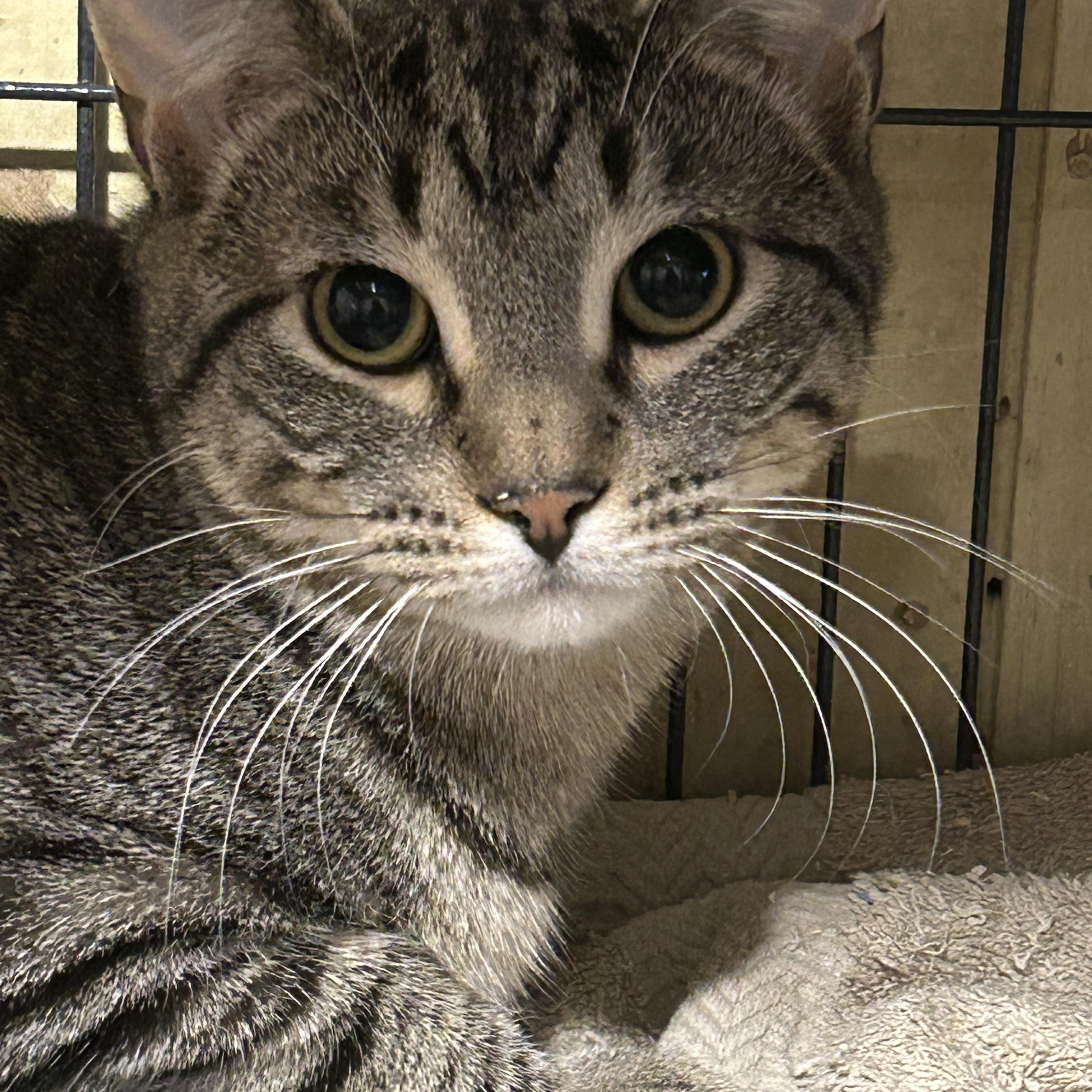 Enlarge Arlene, a Adoptable mixed breed in Fredericton, NB image 6/6