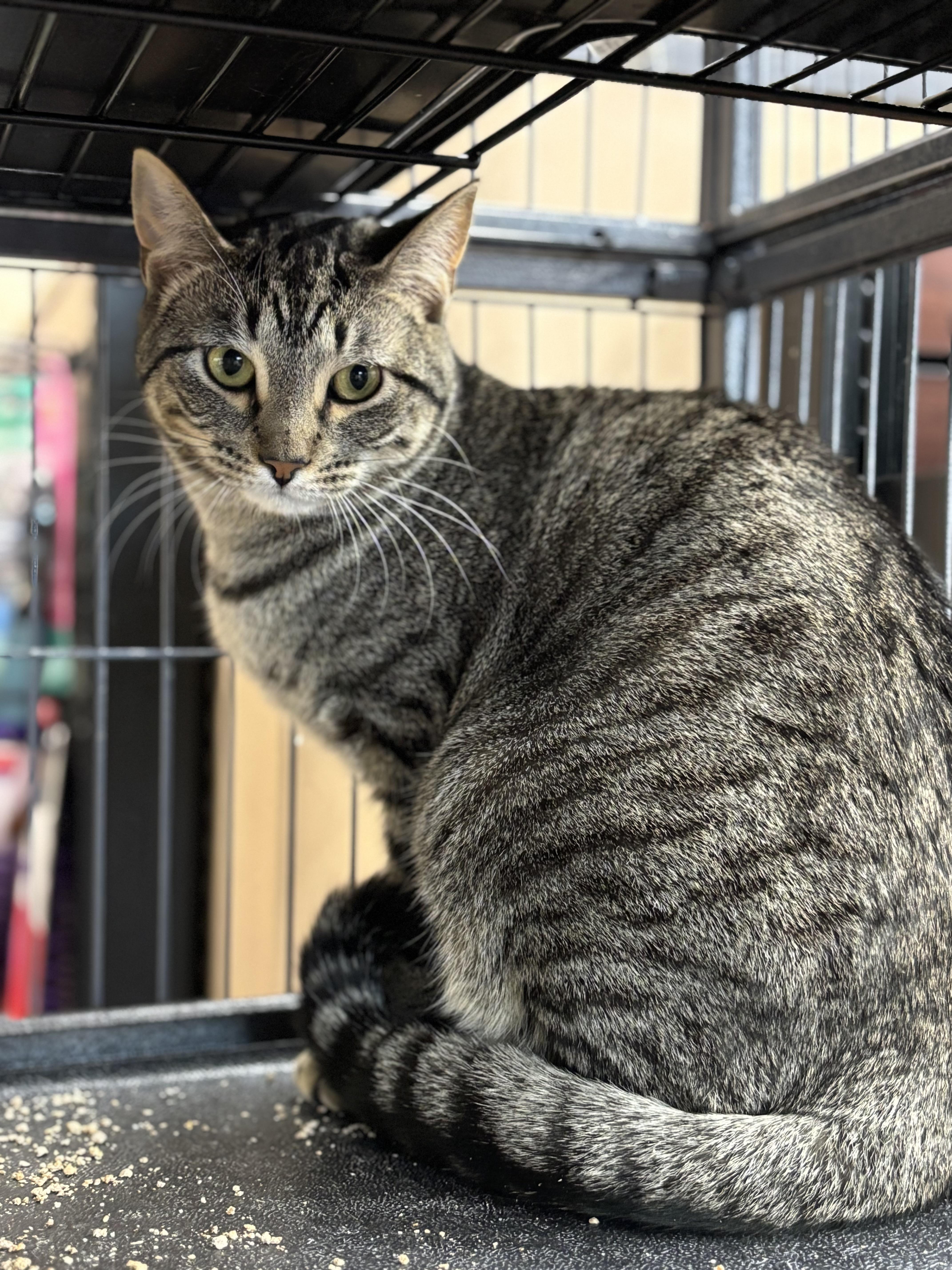 Arlene, an adoptable Domestic Short Hair in Fredericton, NB, E3B 1K8 | Photo Image 1