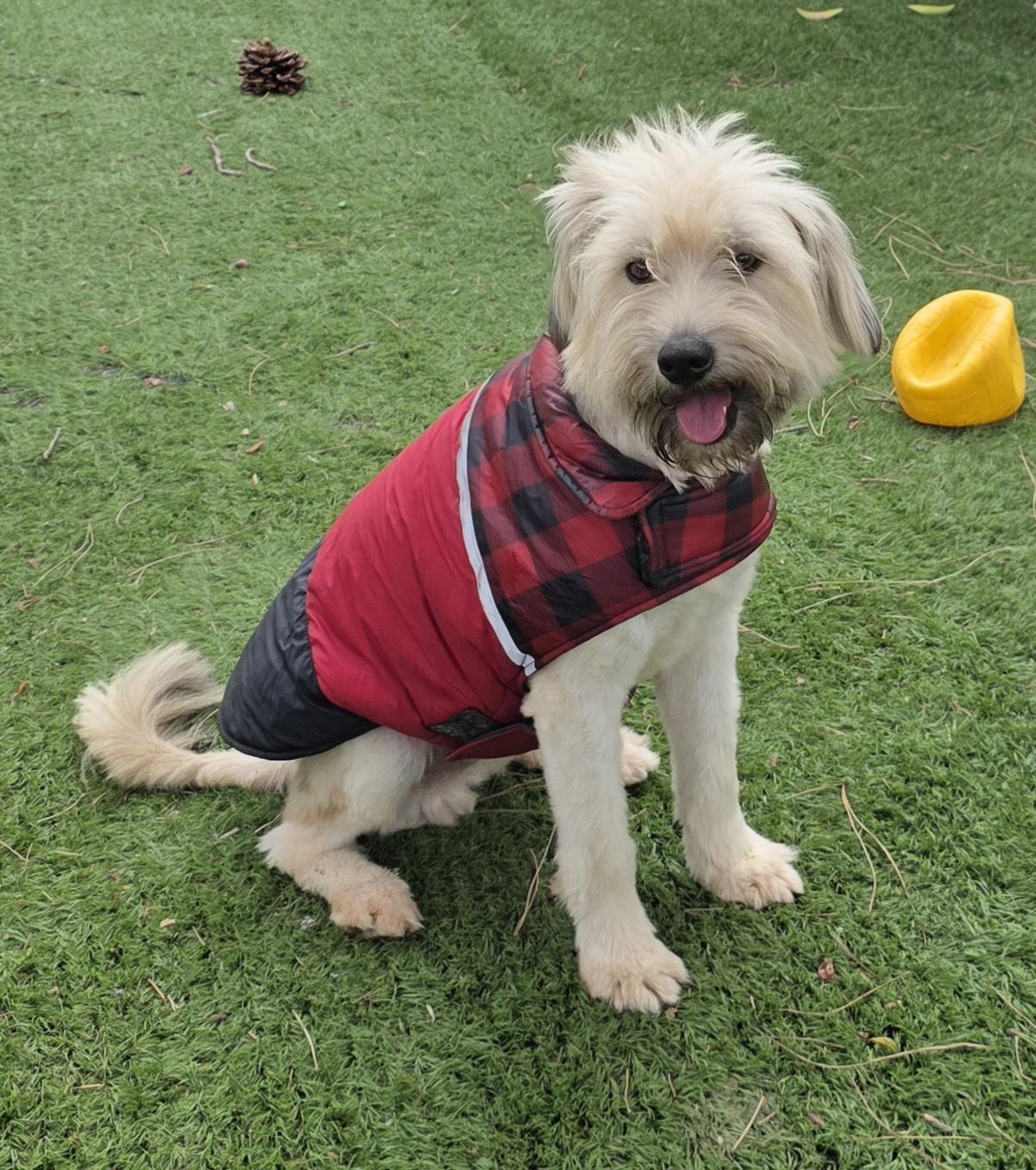 Yoko, an adopted mixed breed in Fallbrook, CA image 3/6