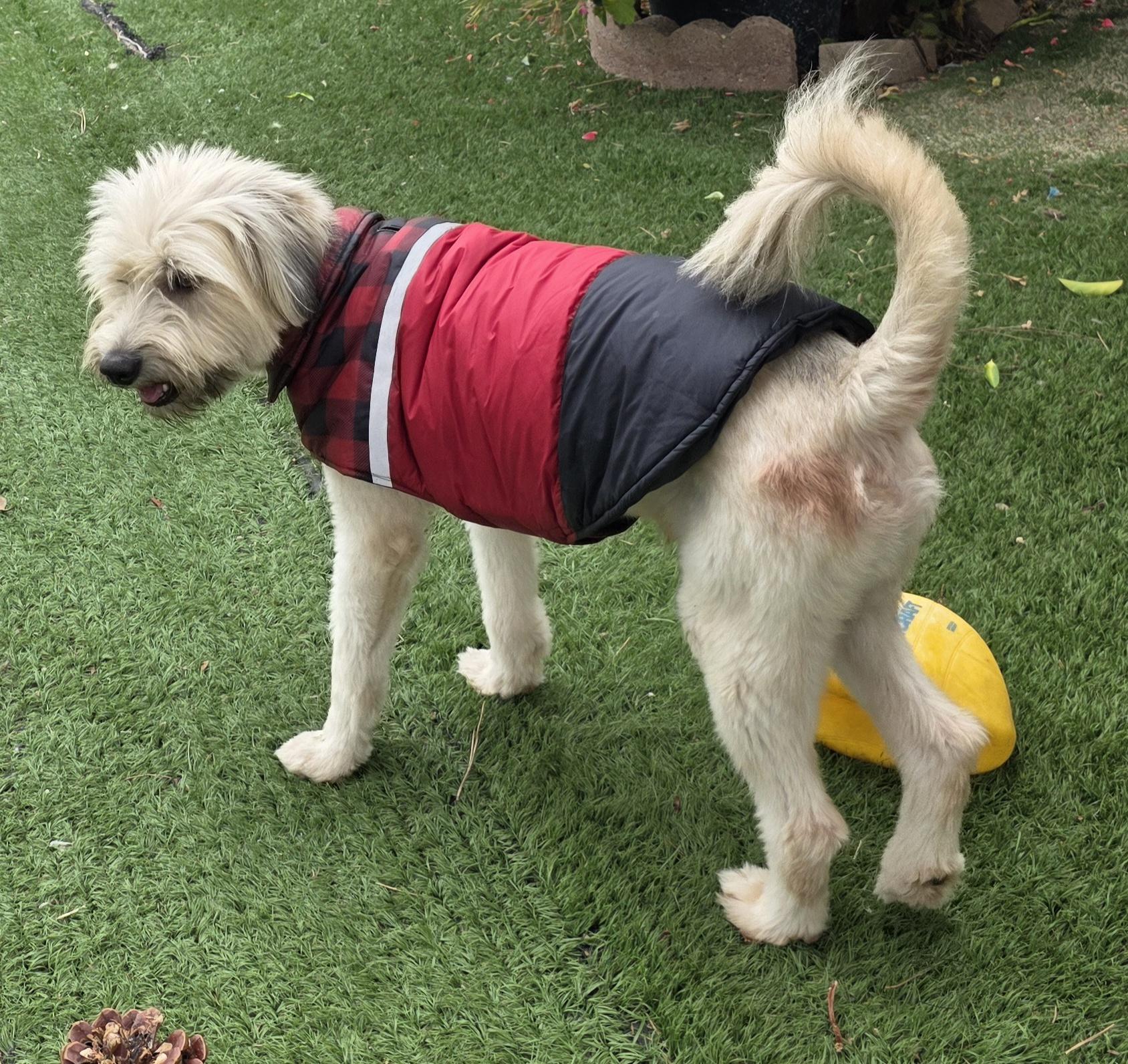 Yoko, an adopted mixed breed in Fallbrook, CA image 2/6