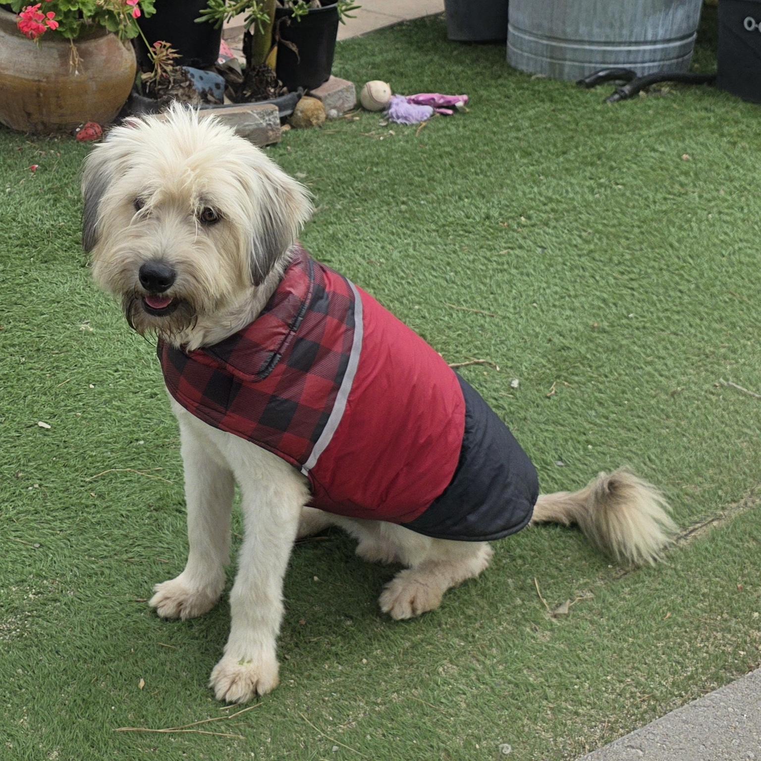Yoko, an adopted mixed breed in Fallbrook, CA image 6/6