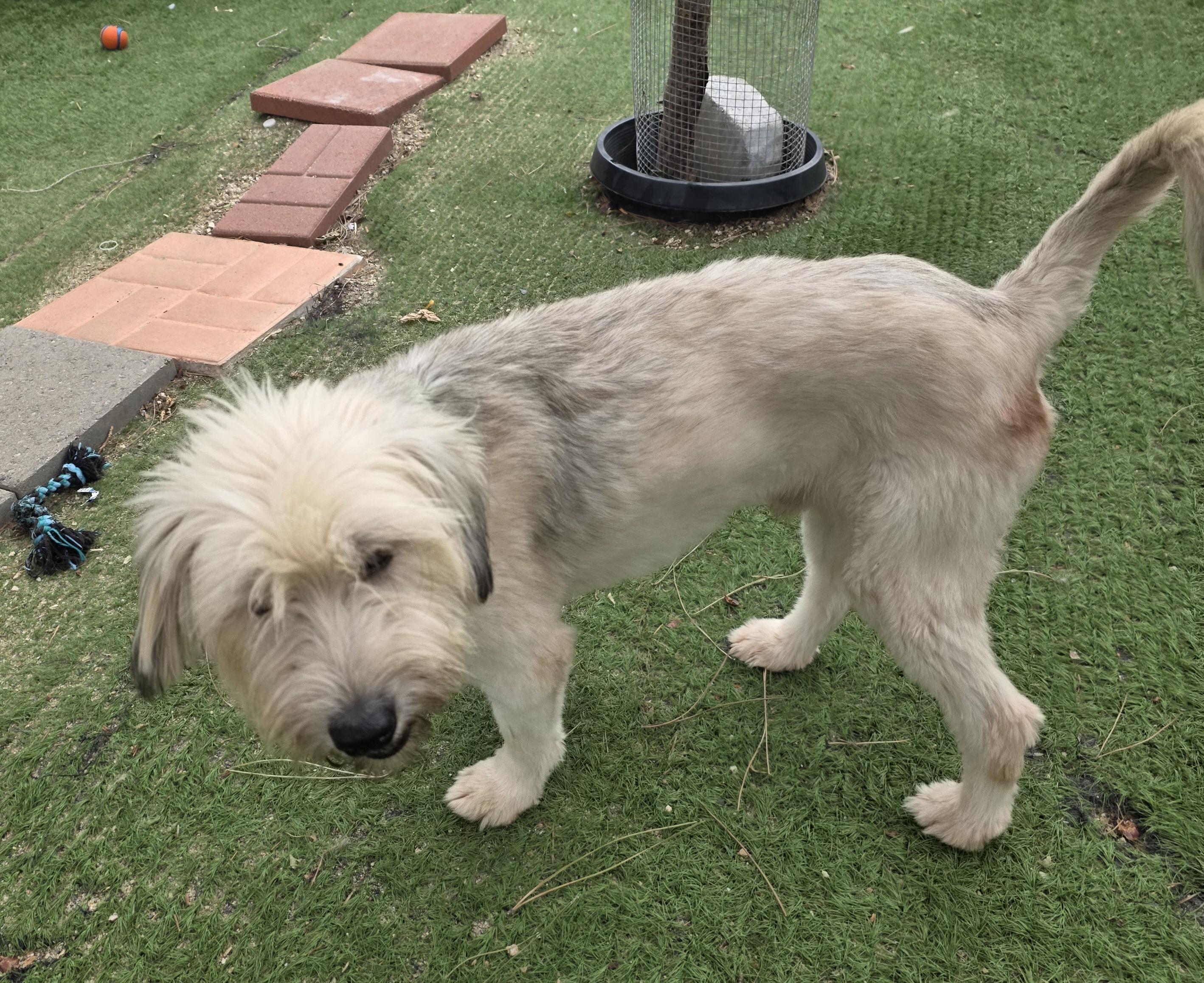 Yoko, an adopted mixed breed in Fallbrook, CA image 5/6