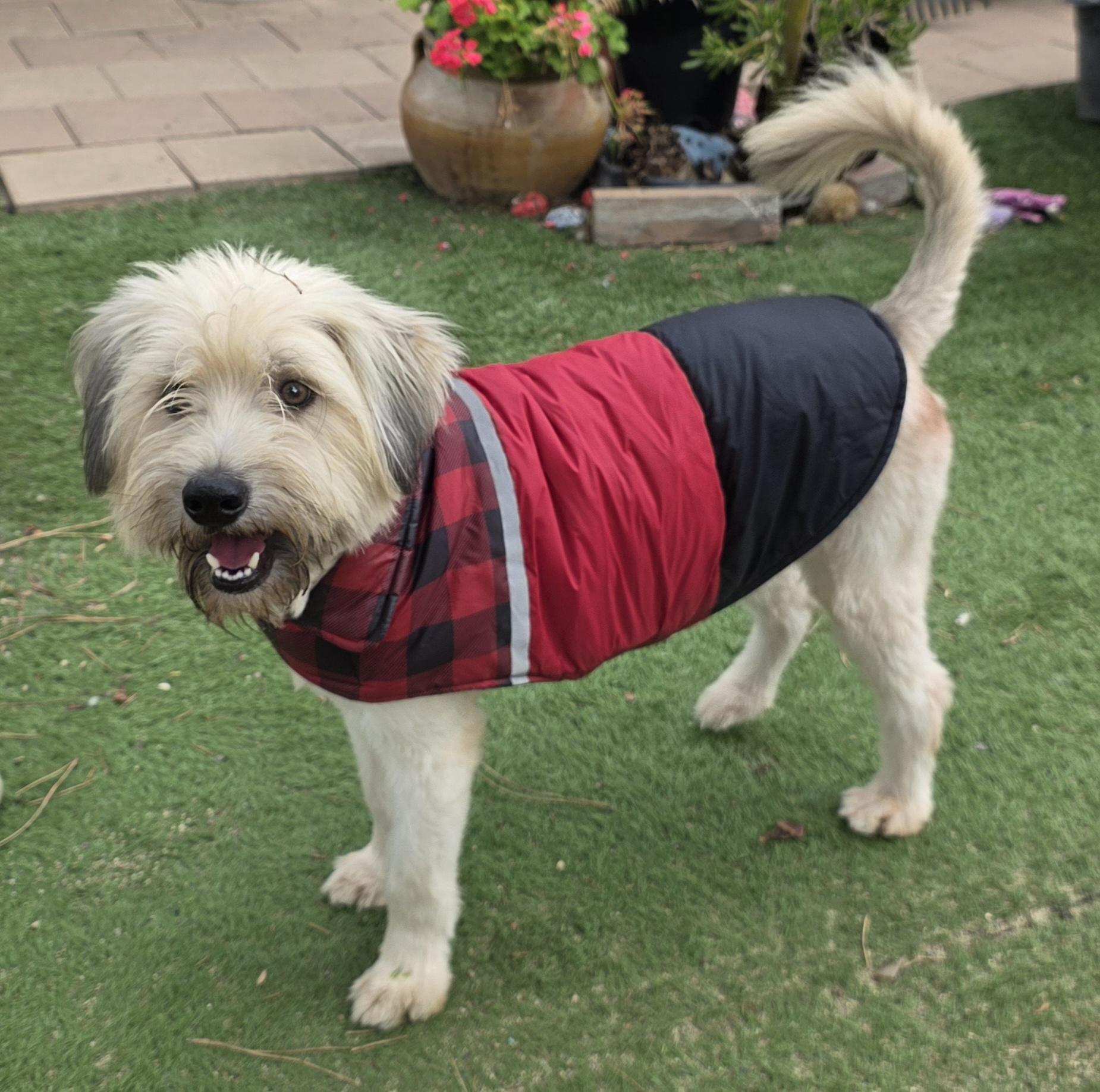 Yoko, an adopted mixed breed in Fallbrook, CA image 4/6