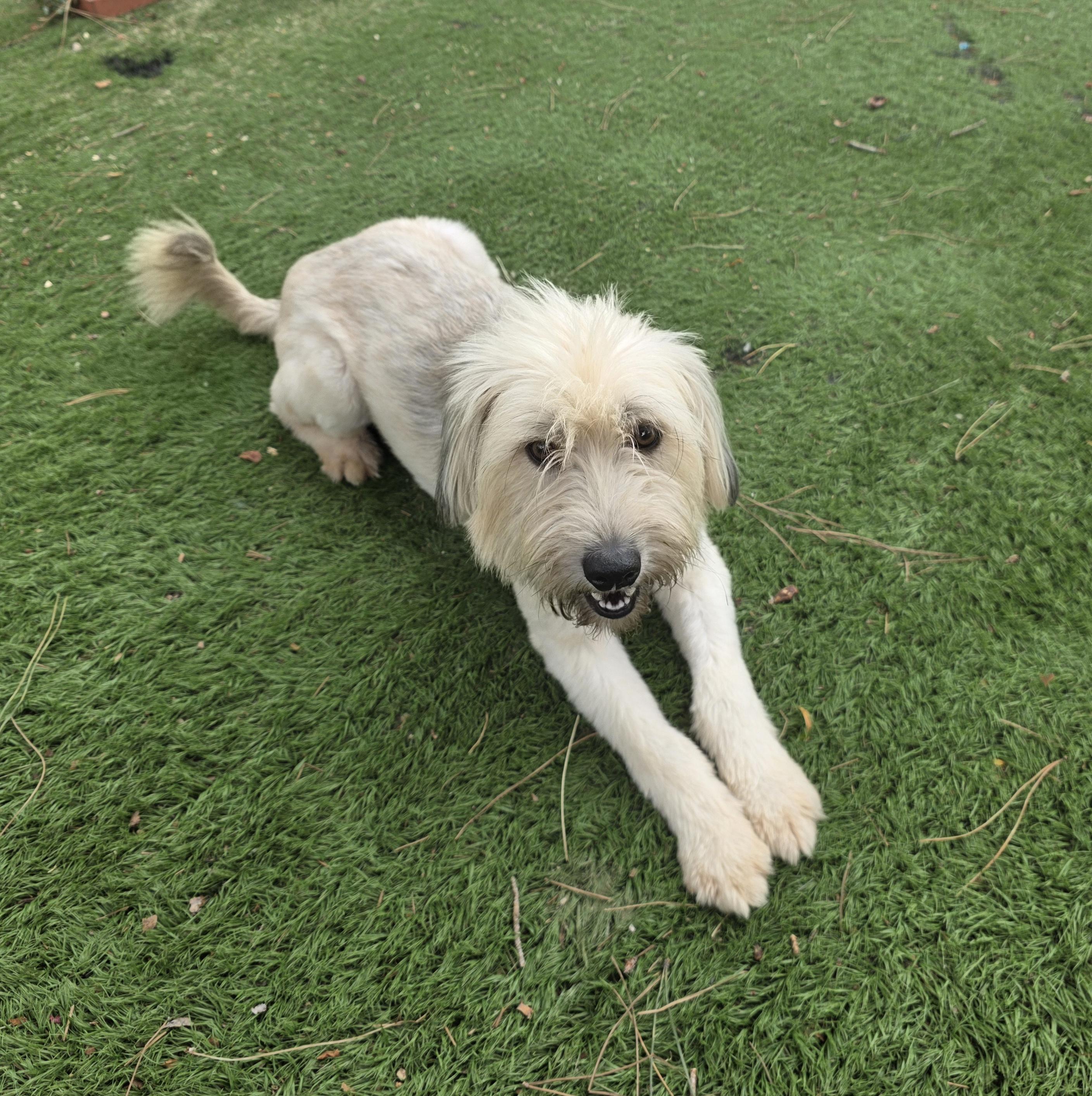 Yoko, adopted, Young Male Standard Poodle & Maltese.