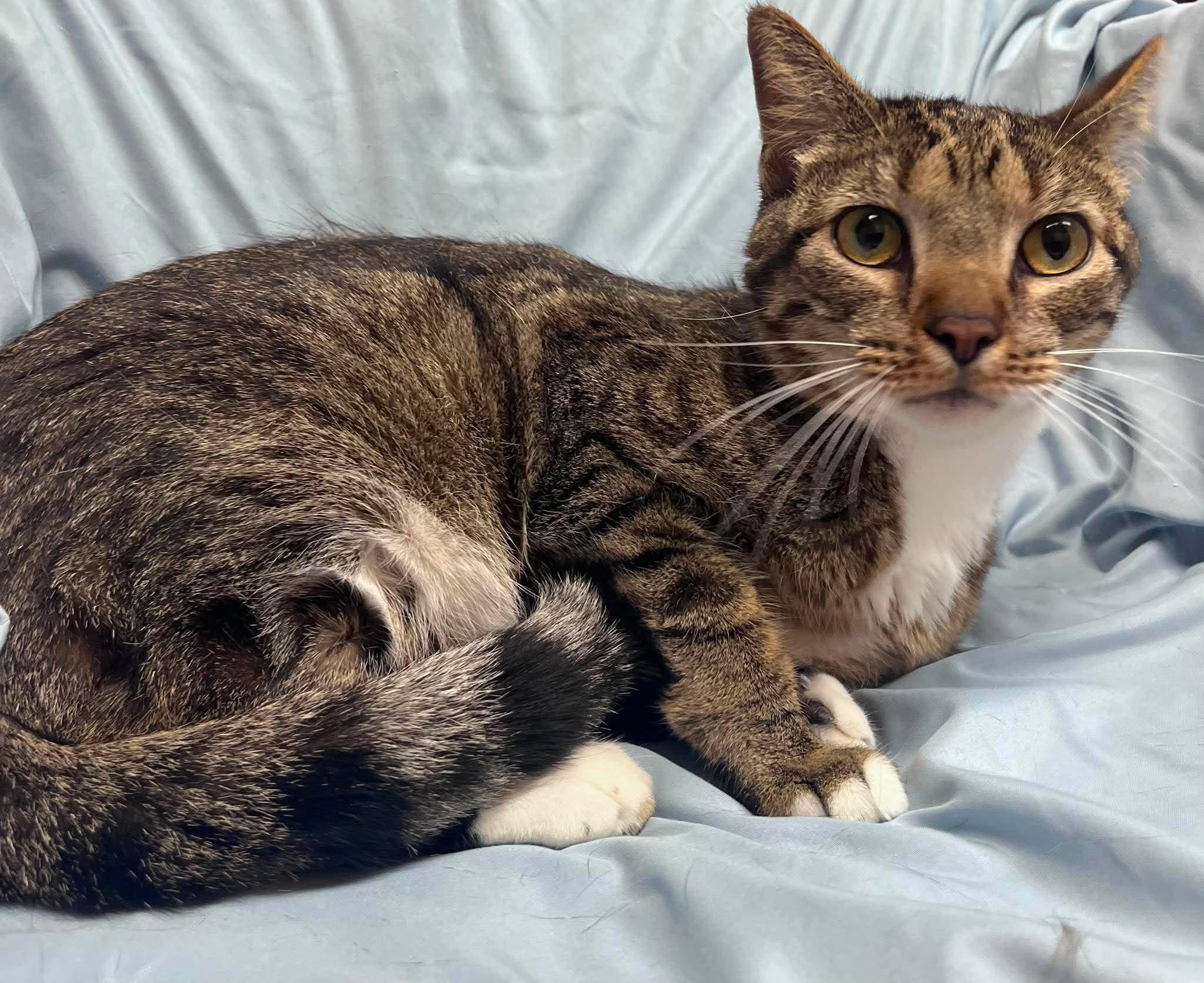Yurt, adoptable, Young Male Domestic Short Hair.