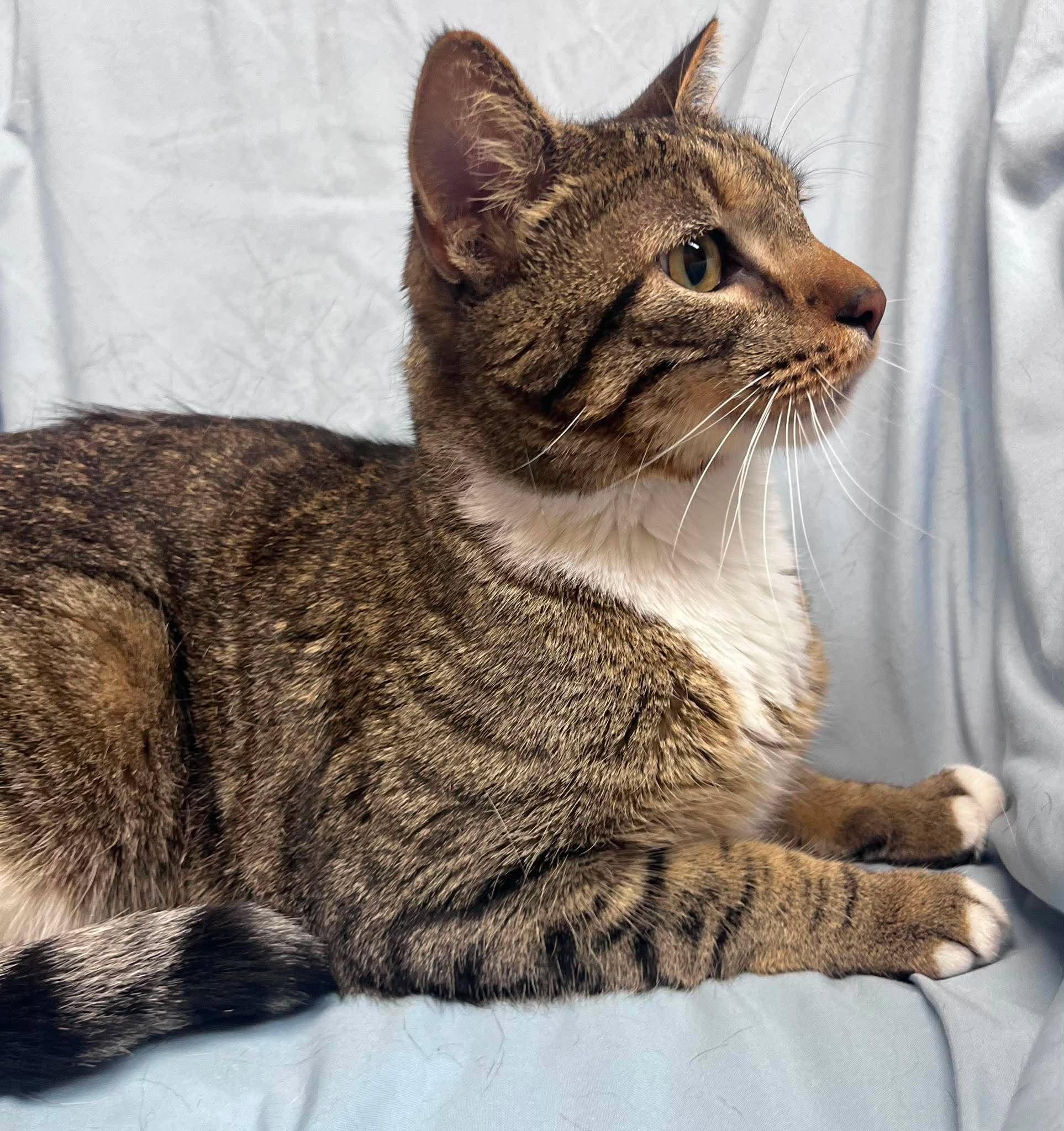 Yurt, an adoptable Domestic Short Hair in Alexandria, MN image 2/2