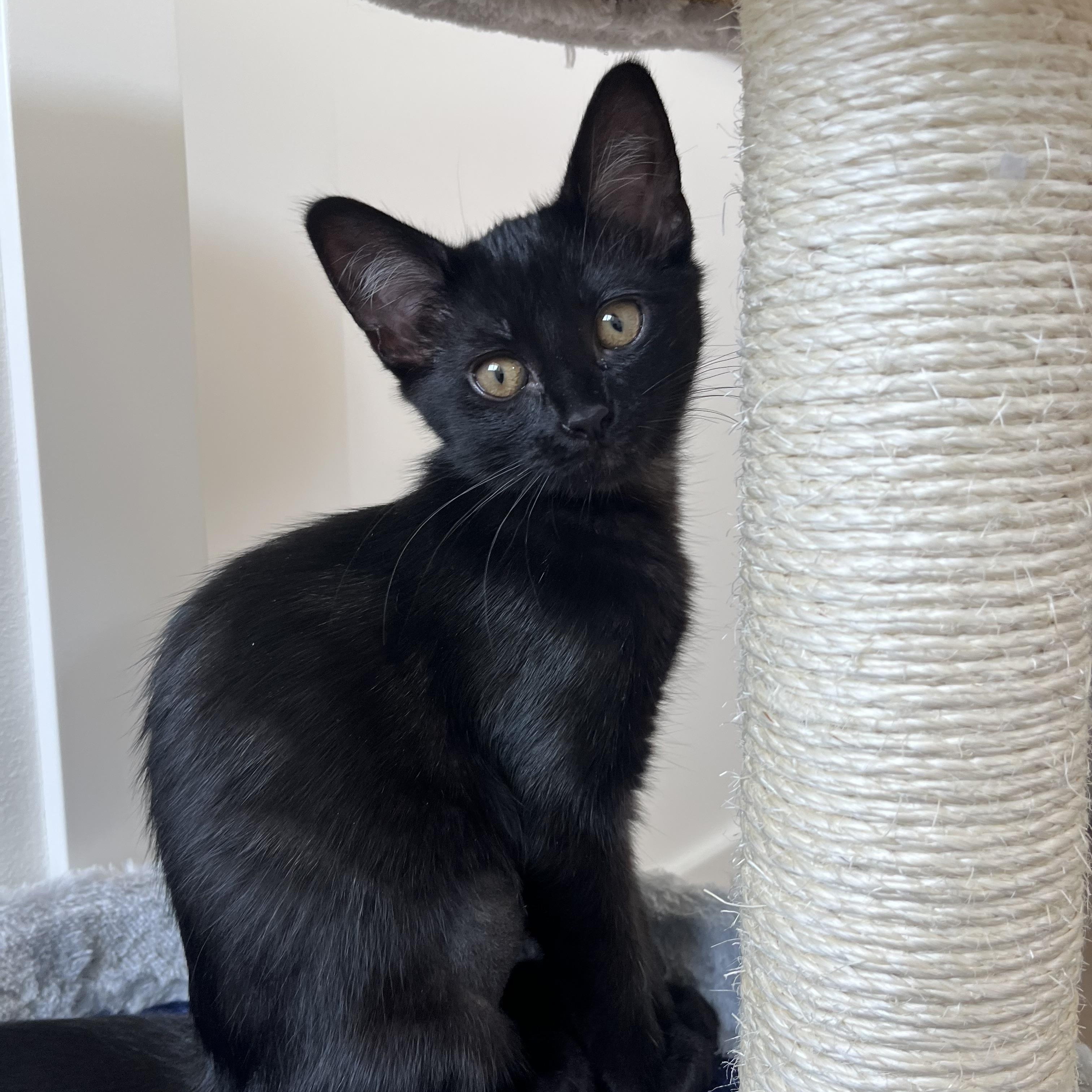 Maple, ADOPTABLE, Kitten Female Bombay & Domestic Short Hair.