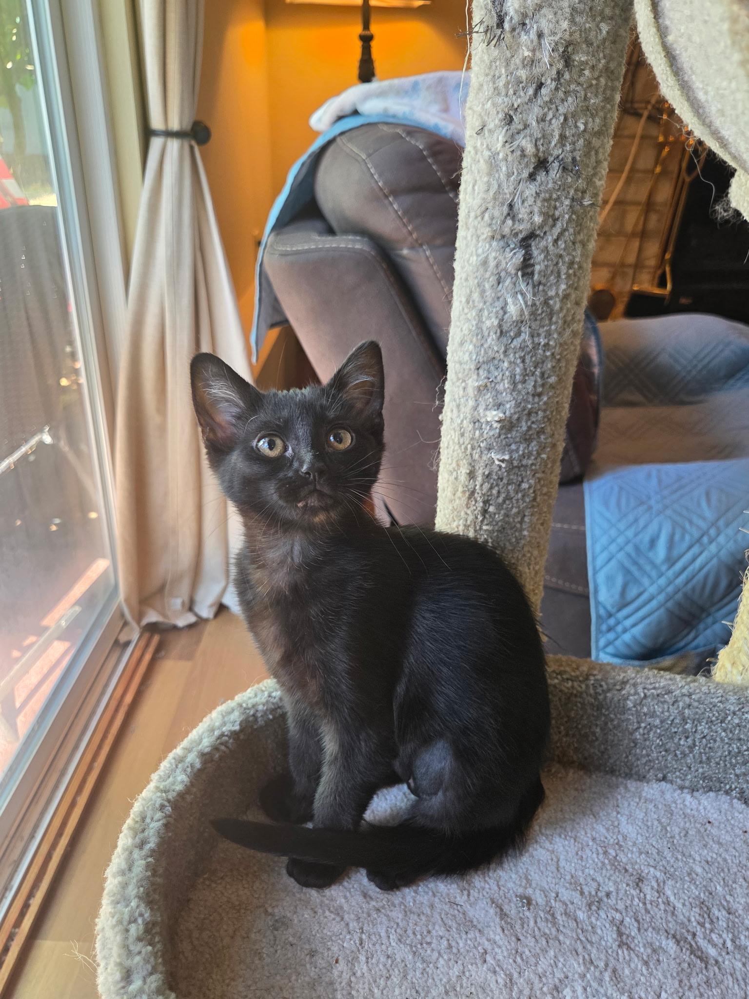 Maple, ADOPTABLE, Kitten Female Bombay & Domestic Short Hair.