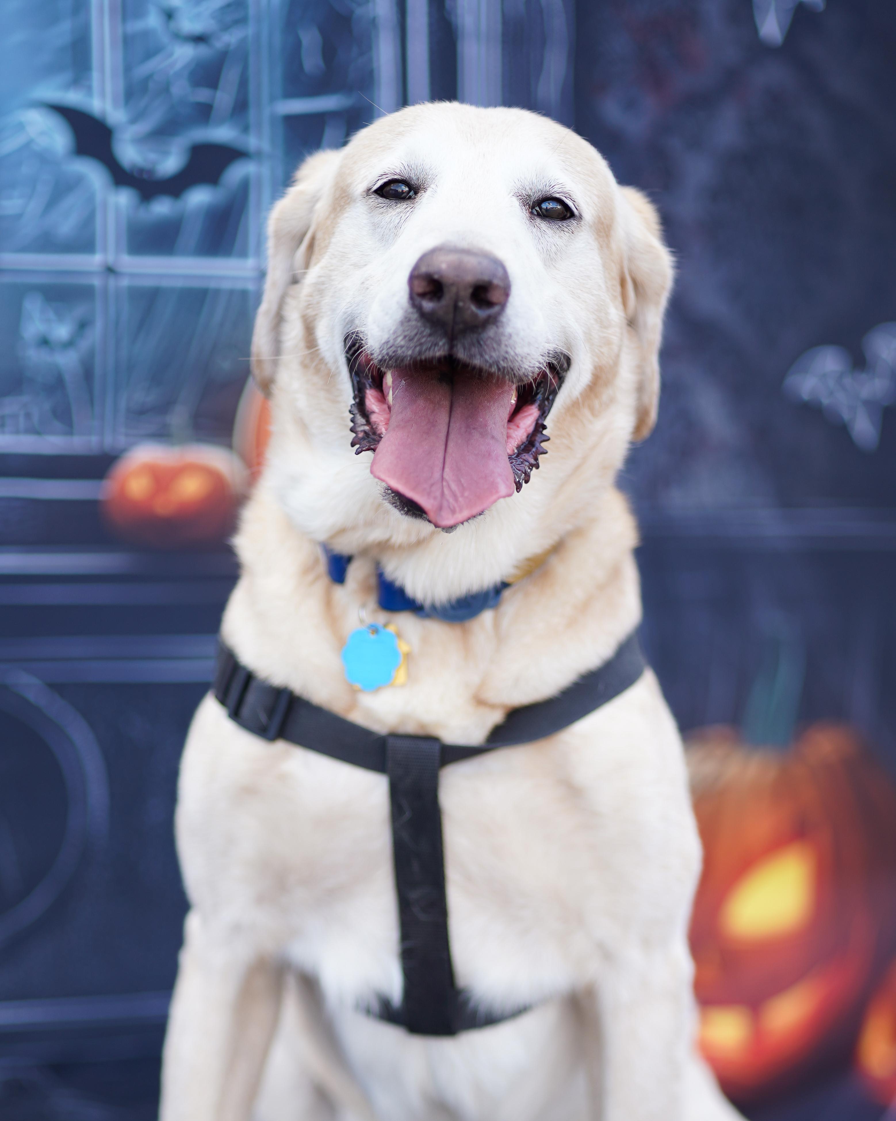 Cooper, adopted, Senior Male Labrador Retriever.