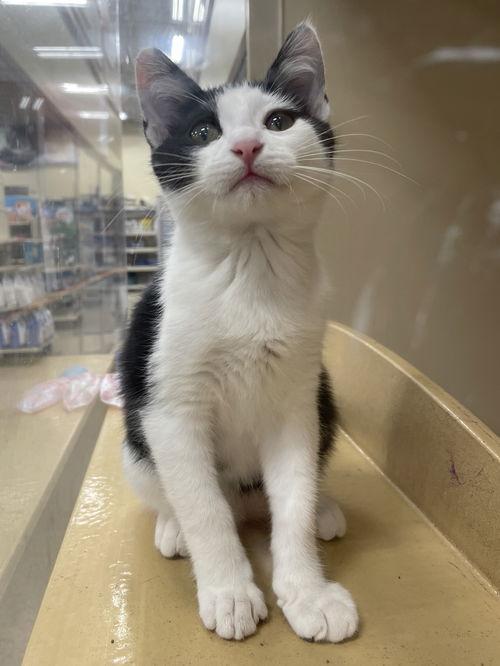 Enlarge Giannino OR14158-T, an adoptable mixed breed in Beaverton, OR image 1/4