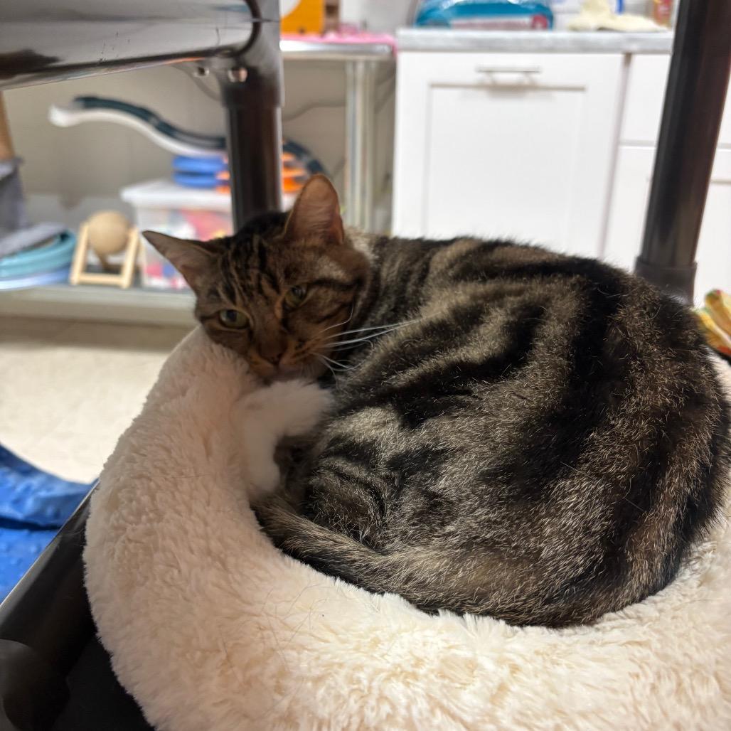 Enlarge Priscilla, a Adoptable Domestic Short Hair in Pensacola, FL image 1/4
