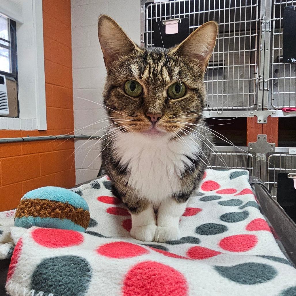 Enlarge Priscilla, a Adoptable Domestic Short Hair in Pensacola, FL image 2/4