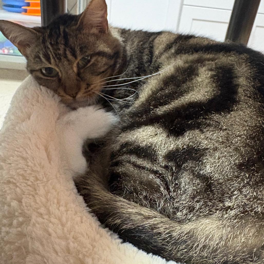 Enlarge Priscilla, a Adoptable Domestic Short Hair in Pensacola, FL image 3/4