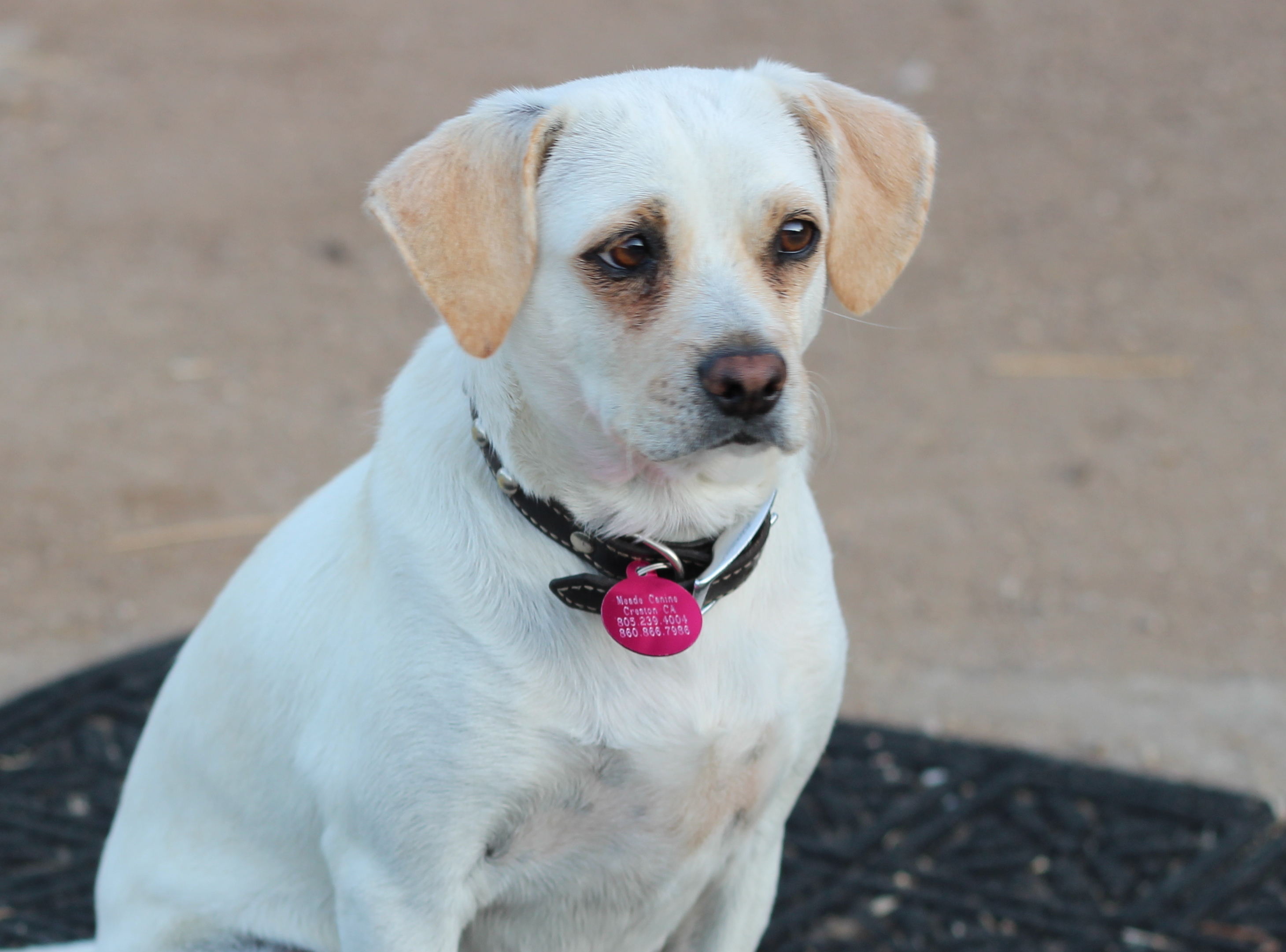 Enlarge Russo, a Adoptable mixed breed in Wingdale, NY image 3/4