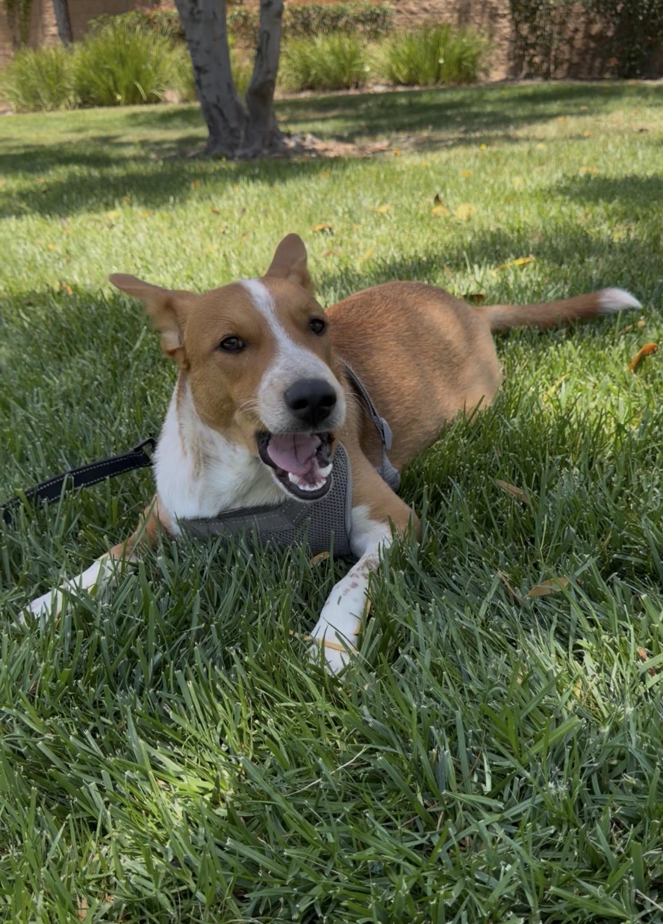 King, Adoptable, Young Male Cattle Dog & Mixed Breed.