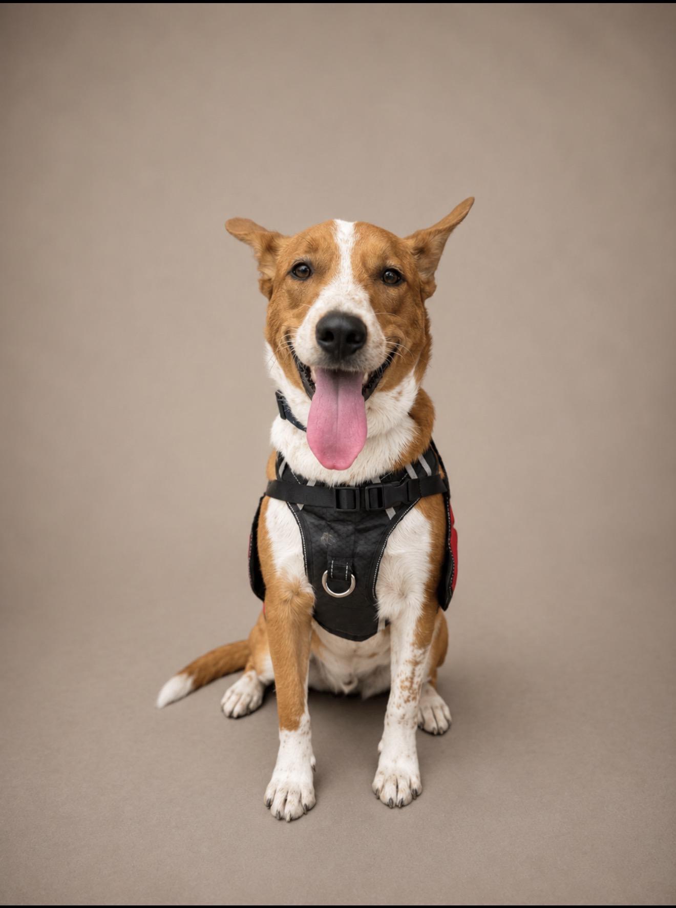 Enlarge King, a Adoptable mixed breed in Perris, CA image 1/4