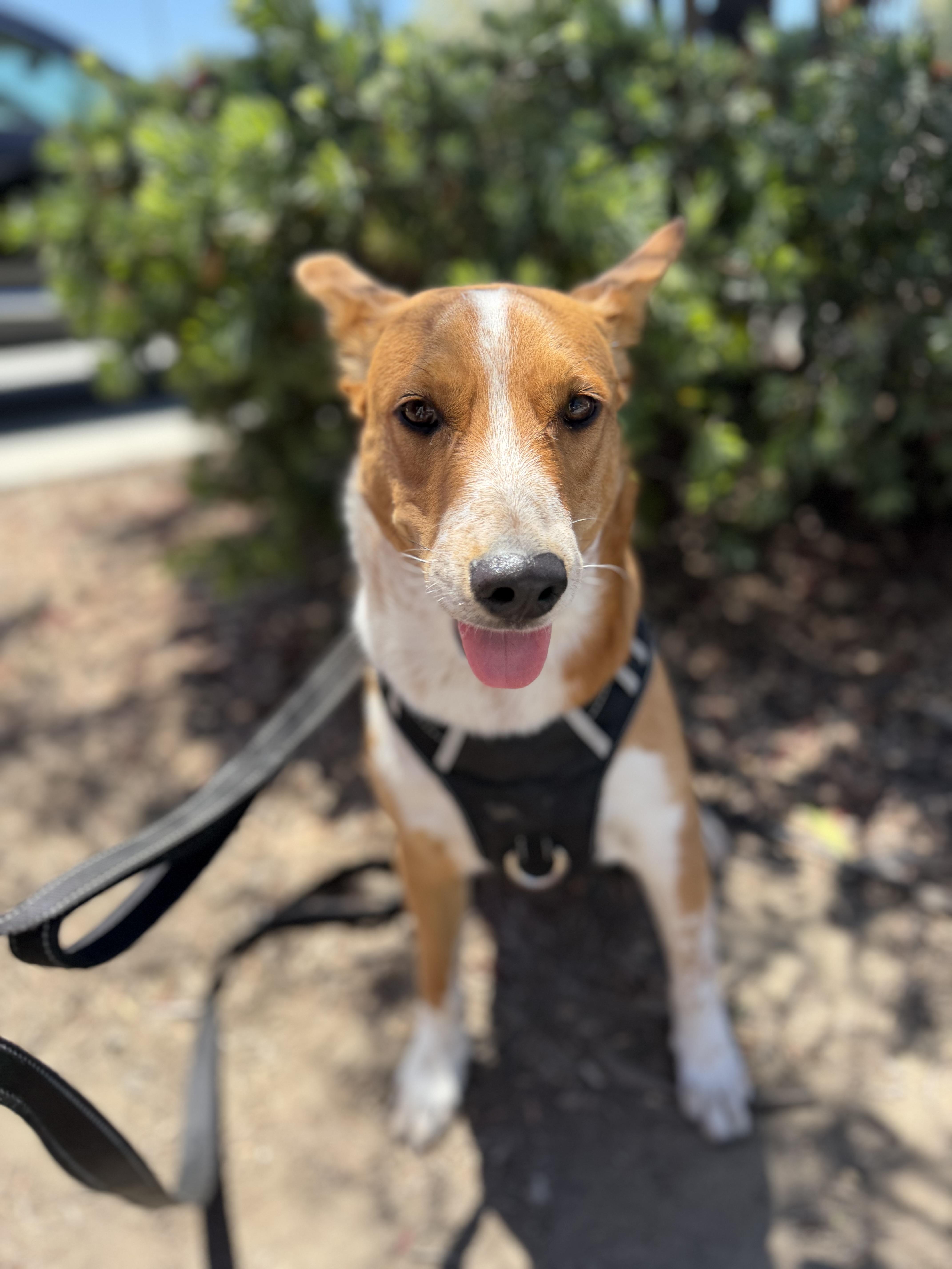 Enlarge King, a Adoptable mixed breed in Perris, CA image 2/4