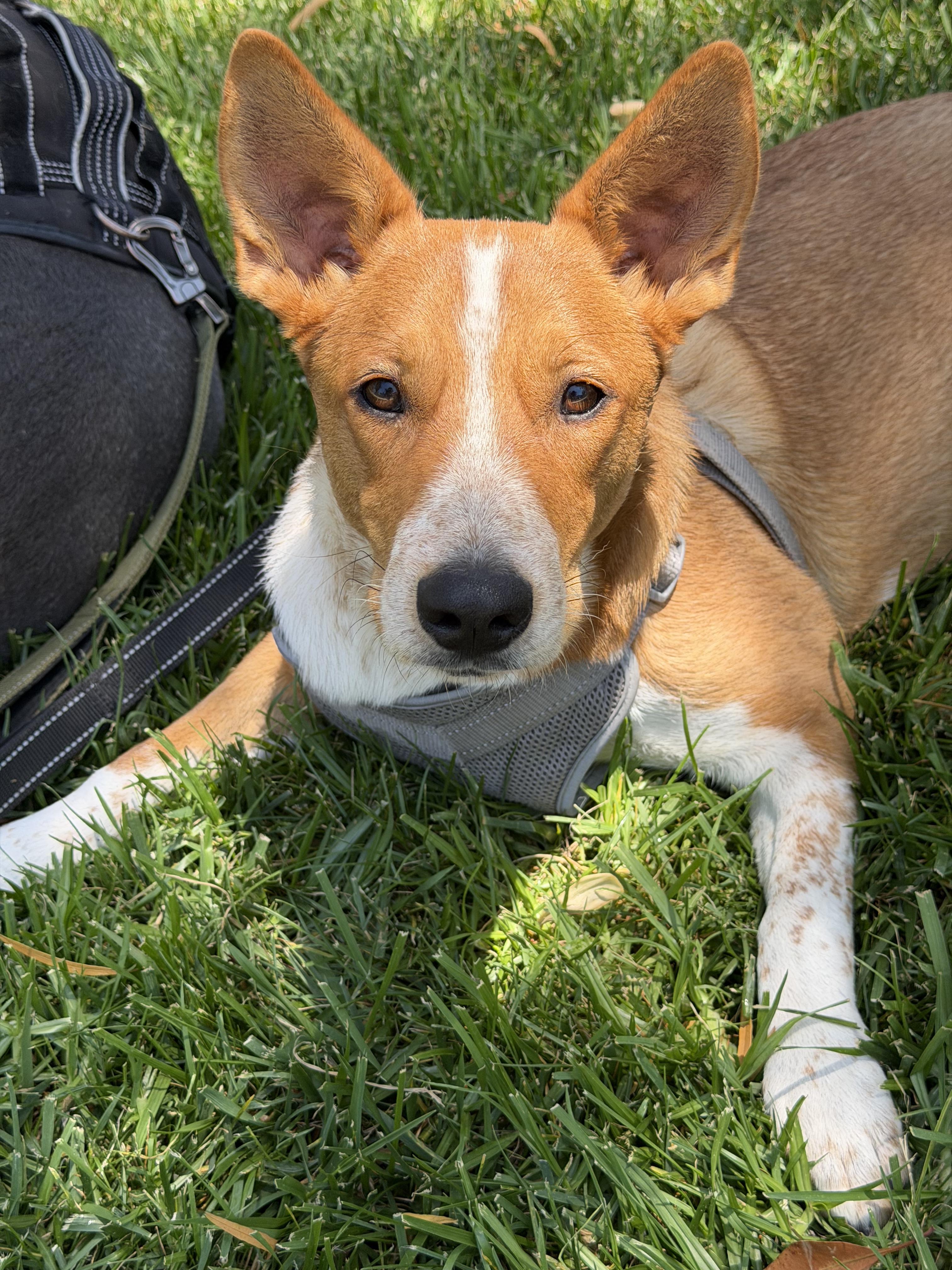 Enlarge King, a Adoptable mixed breed in Perris, CA image 3/4