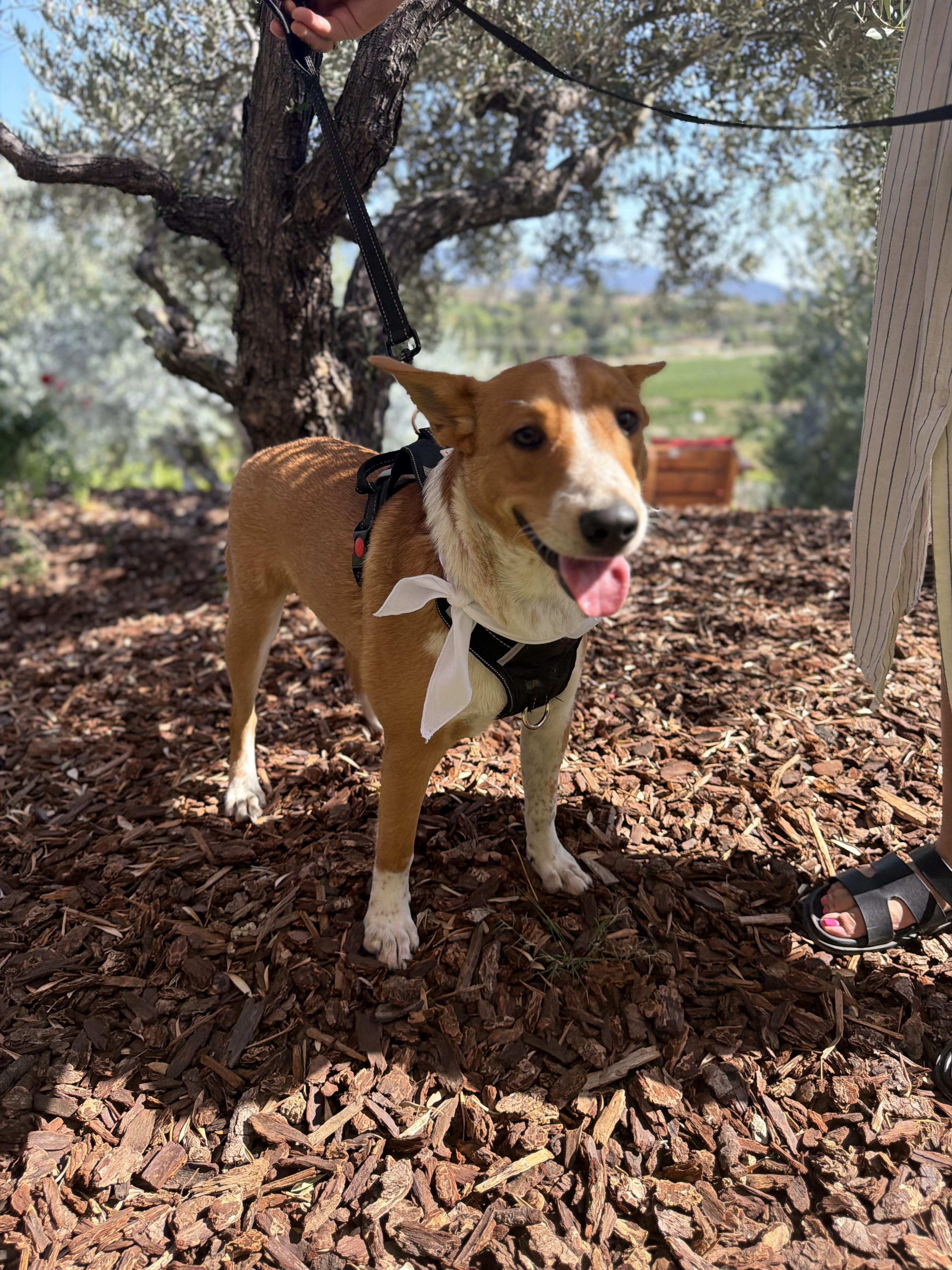Enlarge King, a Adoptable mixed breed in Perris, CA image 4/4