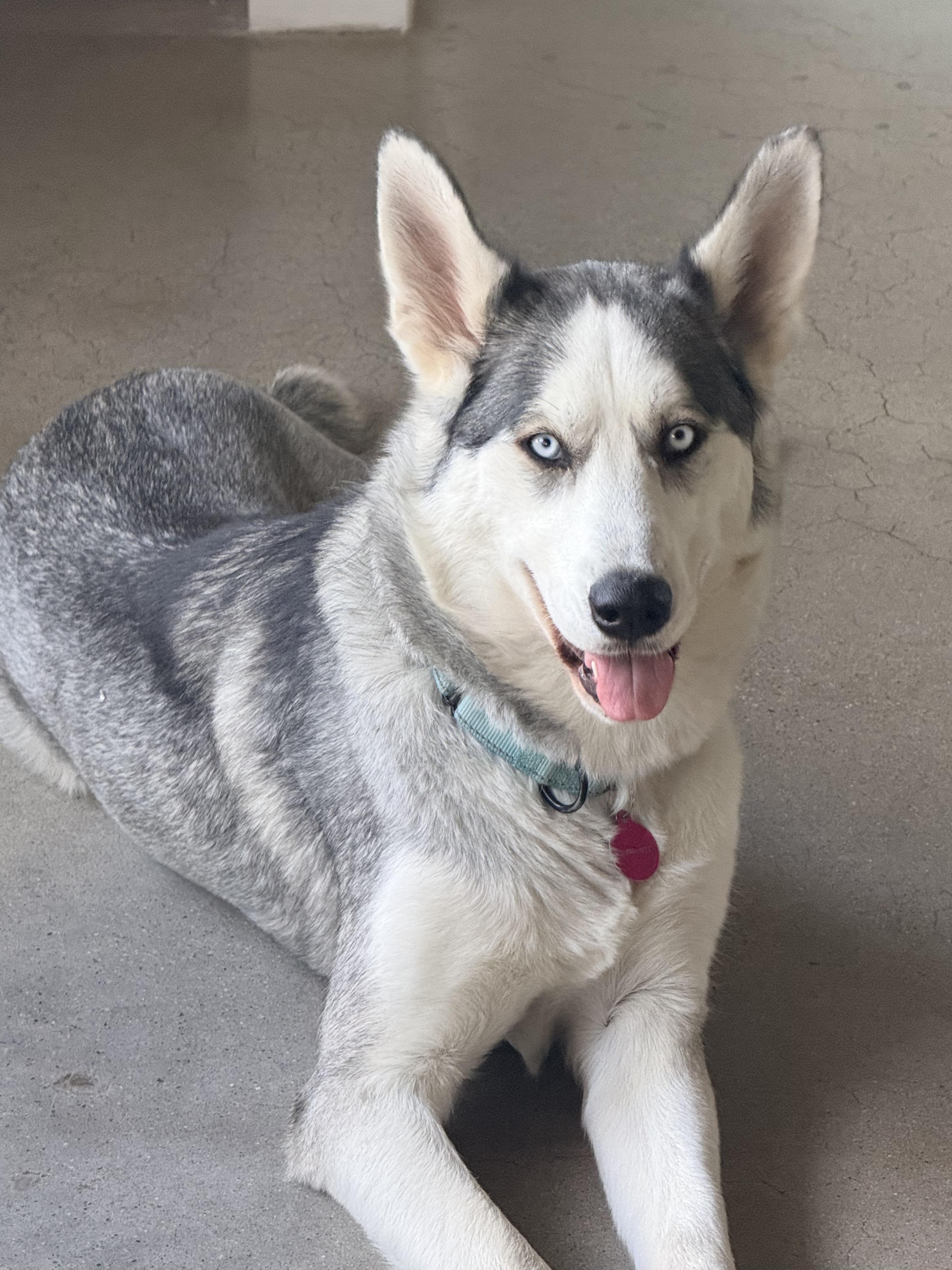 Heidi...has the best ears, a ADOPTABLE mixed breed in Los Angeles, CA image 4/6