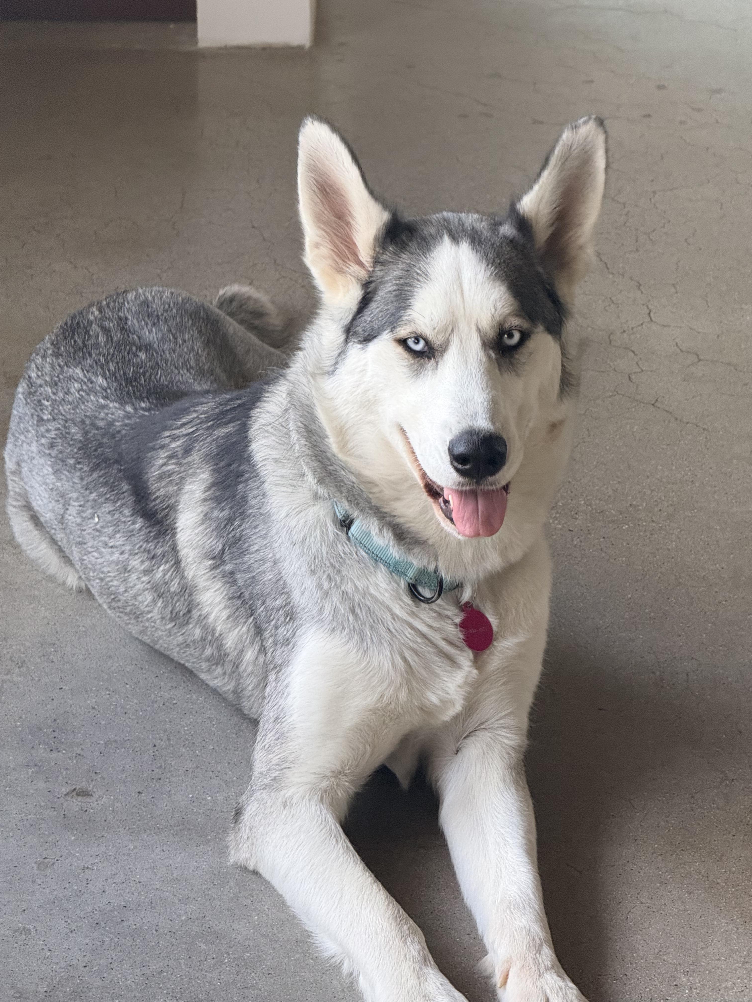 Heidi...has the best ears, a ADOPTABLE mixed breed in Los Angeles, CA image 6/6