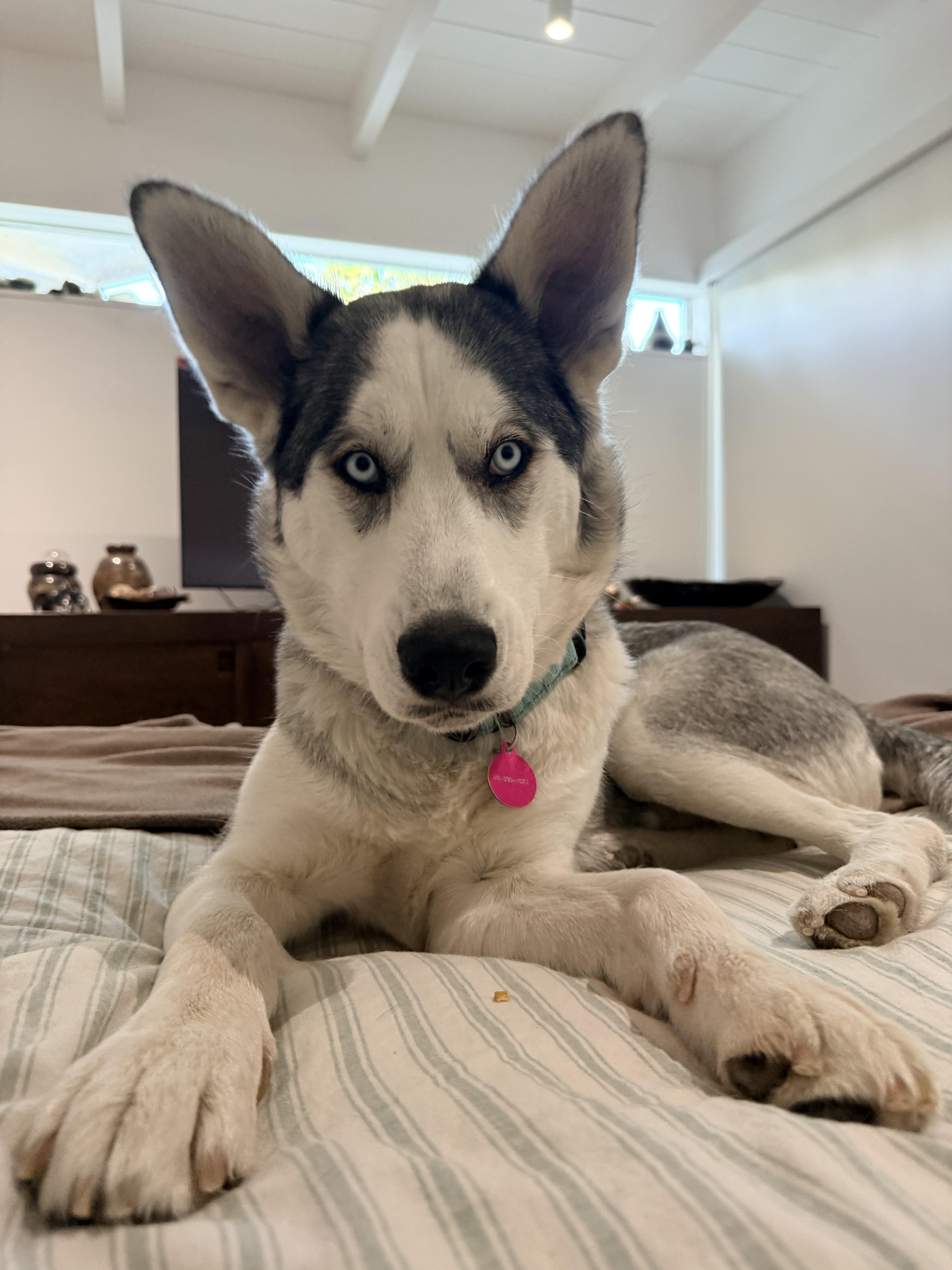 Heidi...has the best ears, ADOPTABLE, Adult Female Husky & Siberian Husky.